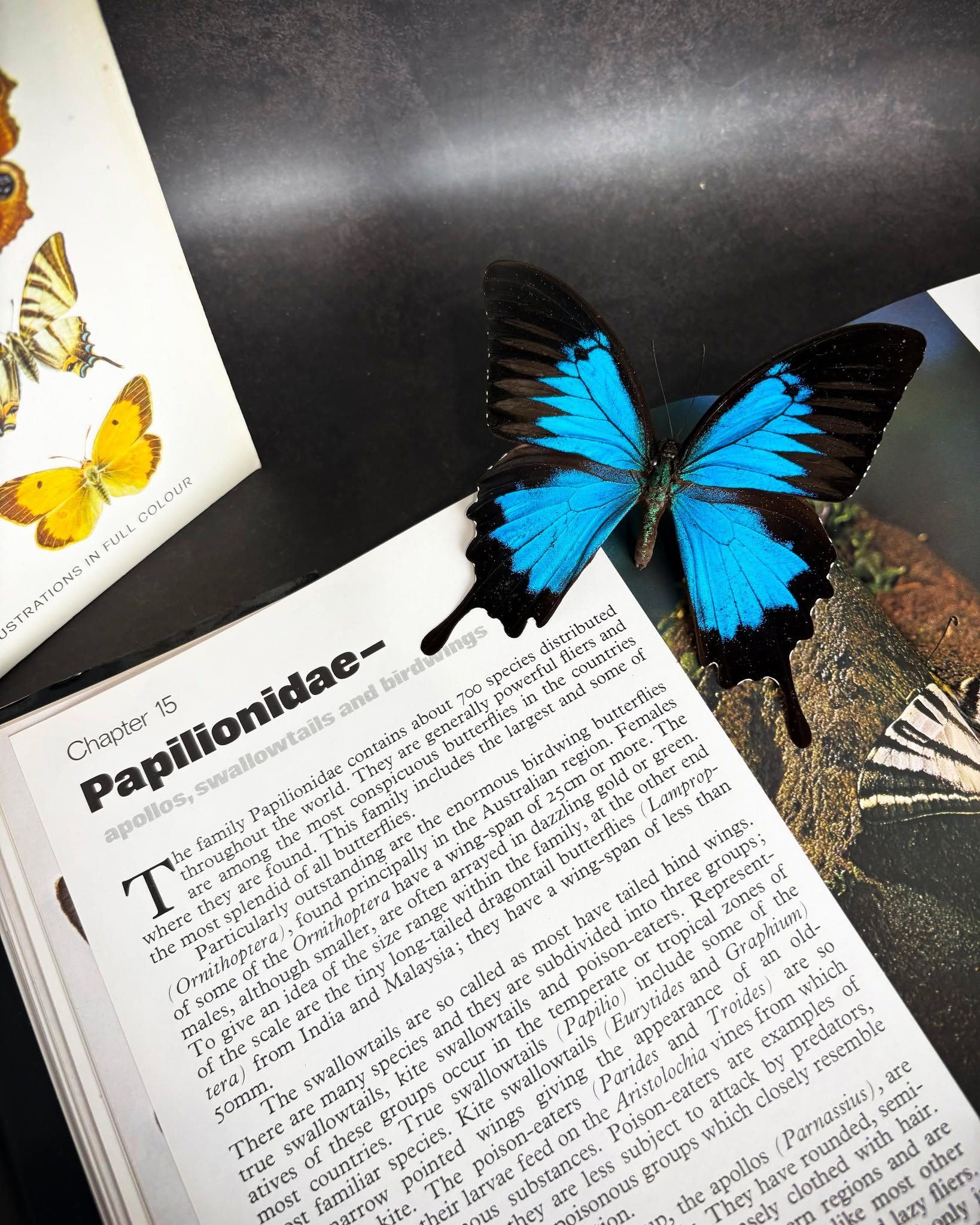 Swallowtails (Papilionidae) are one of the most recognisable butterfly families, with nearly 600 species worldwide. The exact number shifts slightly as new species are described and classifications are revised, but this is the generally accepted range in recent entomological literature.
Famous for their signature “tails” and bold, striking patterns.
#CabinetOfCuriosities #NaturalHistory #CollectorsCorner #OdditiesAndCuriosities #EthicalTaxidermy #ButterflyCollection #Entomology #InsectCollection #odditiesandcuriosities #taxidermyart
