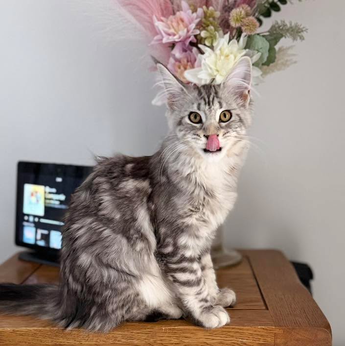 Exciting news for my kitten families and fellow cat lovers! 🐾🐈
I’ve recently registered as a breeder with the Katkin program! As a result, I have a fantastic offer to share with all my clients and anyone else who wants to spoil their furry friends. You can now get your first Katkin box for just £10! 😻
I personally tested their food on my own cats, and they absolutely loved it. If you have a fussy eater at home, or if you just want to mix up their diet and try something new and healthy, I highly recommend giving it a go.
To grab your £10 box, just click the link below! 👇
👉 https://katkin.mention-me.com/m/ol/ll0qe-bernardeta-zaczek
Feel free to share this with any other cat parents who might be interested! 🐱❤️
#🐱❤ #interested‼️#mainecoon #katkin #katkinclub #sapphirecoons