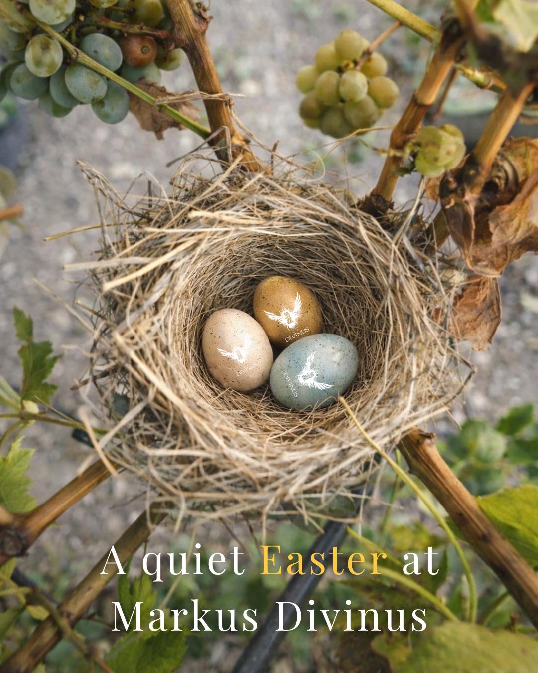 Happy Easter from Markus Divinus.🕊️
Rebirth is written into the land. Every vintage begins the same way Easter does — with faith in what's buried and patience for what rises.
Wishing you a meaningful day from our land to your table.
