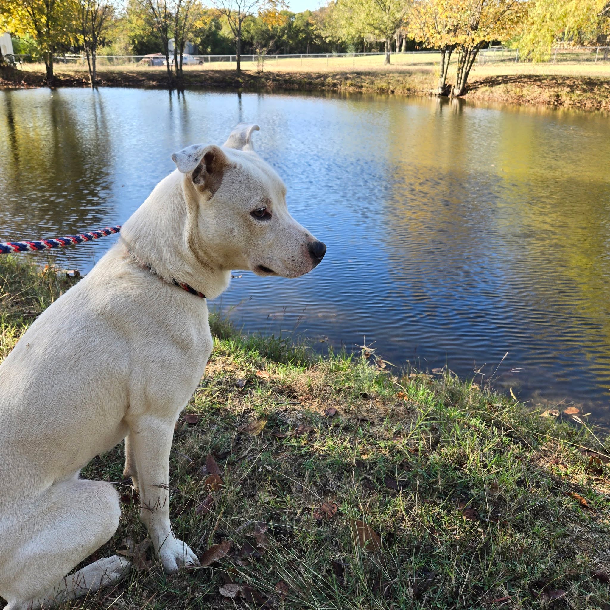 What is not catching your eye about Oliver? 🐾
We truly want your honest feedback because we cannot figure it out… Oliver is the total package.
He is:
dog friendly
kid friendly
crate trained
potty trained
knows basic commands and obedience
fully vetted
heartworm negative
young, motivated, and ready to learn
And yet… ZERO applications.
Why?
What are we missing? What is not standing out? Because Oliver is a great dog and he deserves a great home.
Sometimes all it takes is the right person seeing the right post at the right time, so we are asking you to help us get him noticed. Please share, comment, tag a friend, or help us spread the word. We know his person is out there somewhere.
www.scdrm.com/adopt
#fosteringsaveslives #texas #adoptdontshop #RescueDogs #doglover #rescuedismyfavoritebreed #rescuedogs #adoptionsaveslives #trending #rescuedog #Rescue #AdoptDontShop #RescueDogsOfInstagram #ShelterDog #Texas #JohnsonCounty #TarrantCounty #MansfieldTx #ShareThisPost