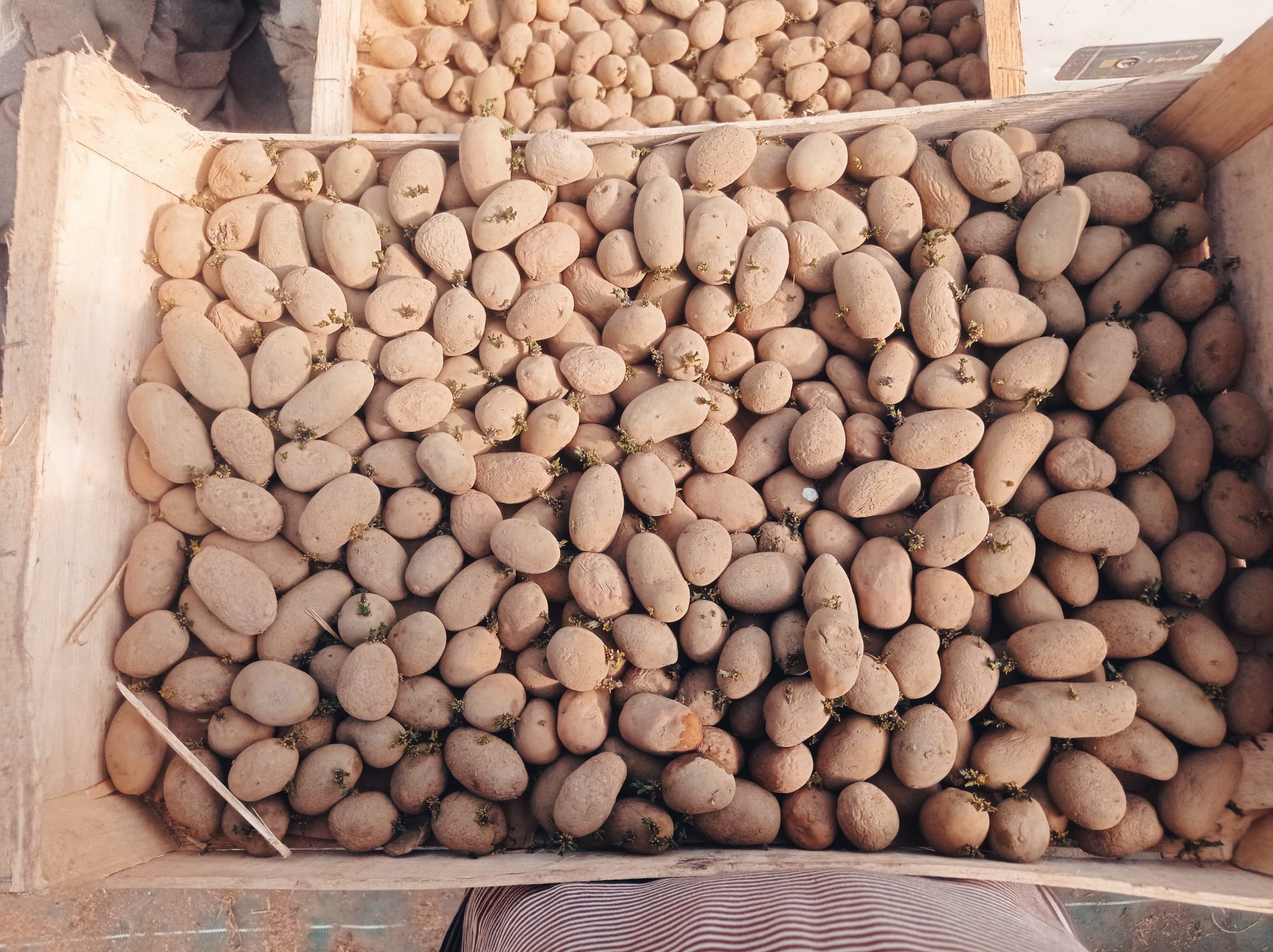 🥔🥔🥔VENTE DE PLANTS DE POMME DE TERRE🥔🥔🥔
Retrouvez, à partir d’aujourd’hui et jusqu’à épuisement du stock, des plants de pommes de terre BIO, prêts à planter à 2 € le kilo.
Variétés disponibles :
• Chair ferme : ALLIANS et ATHENA
• Chair tendre : BYZANCE et DELILA
Toutes ces variétés sont réputées pour leur tolérance au mildiou et leur bonne conservation après récolte.
Rendez-vous tous les mardis de 16 h à 19 h et les vendredis de 16 h à 18 h !
L’équipe du Jardin de deux’main 🌱
