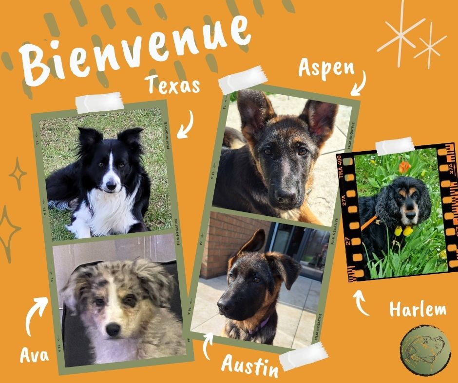 🐾✨ Les nouveaux membres de la Team arrivent ! ✨🐾
Nous avons le plaisir d’accueillir plusieurs nouveaux loulous cette semaine 🐶👇
🐕 Aspen & Austin, bergers allemands de 4 mois
➡️ Accompagnement spécial chiot
➡️ Apprentissage de la cohabitation avec Harlem, cocker anglais de 14 ans 🐾💛
🐾 Texas, border collie de 4 ans
➡️ Travail pour parfaire son éducation
➡️ Mise en place des autocontrôles 🎓🐕🦺
🐶 Ava, berger américain miniature
➡️ Accompagnement spécial chiot pour bien démarrer dans la vie 🍼🐾
💬 Bienvenue à tous les trois dans la Team !
🙏 Et merci aux maîtres pour leur confiance. Hâte de vous accompagner dans cette belle aventure ! 🐕✨
#ComportementCanin #chienheureux #cocker #YrossAndCo #bergeramericainminiature #bordercollieworld #bergerallemand