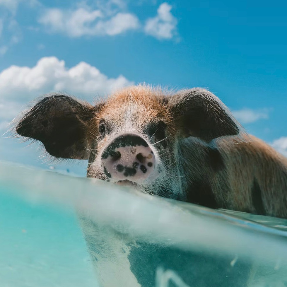 At Baymahni, every moment presents an opportunity for discovery. Whether guests seek peaceful relaxation or thrilling adventure, the resort has curated a spectacular collection of onsite activities and extraordinary excursions that showcase the breathtaking beauty of the Exumas. Guests can let their days unfold with endless possibilities, from sun-drenched beaches to unforgettable wildlife encounters and world-famous attractions.
Visitors can step right onto soft white sand and dive into the crystal-clear waters, just steps from their bungalows, where swimming becomes an idyllic experience. For those looking to explore the underwater world, snorkeling offers the chance to discover vibrant marine life in the reefs just offshore, making it suitable for both beginners and seasoned snorkelers alike. Additionally, they can glide across the turquoise waters with complimentary non-motorized water sports, including kayaks, paddleboards, and water bikes, all available for their enjoyment. Families will find plenty of entertainment at the beach, which is stocked with games and toys to keep guests of all ages engaged and happy. For those seeking relaxation, luxurious loungers and umbrella service are provided along the private stretch of paradise, allowing visitors to unwind in comfort. Meanwhile, the Baymahni Beach Club invites guests to sip handcrafted cocktails and savor fresh island cuisine while taking in uninterrupted ocean views, creating a perfect setting for leisure and indulgence. As day transitions into night, they can witness some of the most spectacular skies in the world, from the vibrant Exuma sunrises and golden sunsets to endless stargazing opportunities that await after the sun goes down.
Ask us for details info@dominiquedebay.com or phone us at 1-212-752-1416 #dominiquedebaycollection #wanderlust #bahamas @baymahni #luxurylifestyle