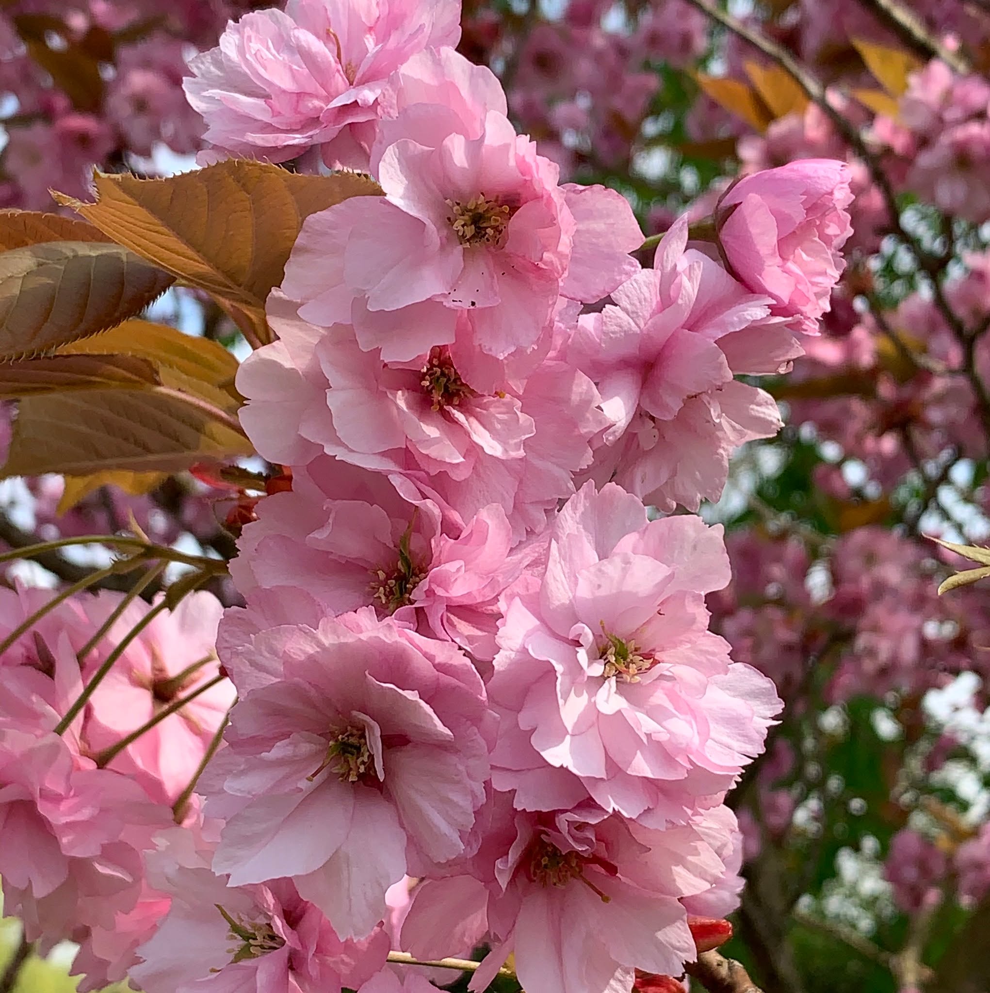 Happy Easter everyone! ❤🐣🐥🐰#Easter