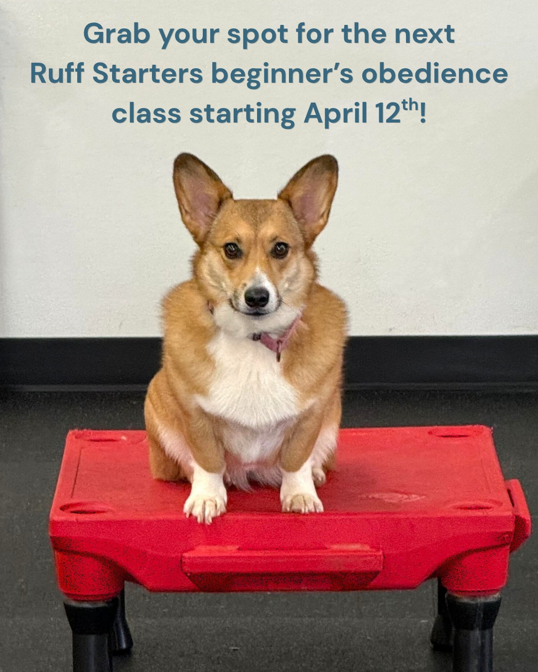 Learn essential commands for a more relaxed and harmonious relationship with your dog in our upcoming obedience class for beginners! We'll teach you both all the basics that make a huge difference in your day-to-day quality of life.
๐๐ญ๐๐ซ๐ญ ๐๐๐ญ๐: April 12th
๐๐๐ก๐๐๐ฎ๐ฅ๐: Sundays @ 1:30 PM to 2:30 PM
๐๐ฎ๐ซ๐๐ญ๐ข๐จ๐ง: Seven weeks
๐๐ค๐ข๐ฅ๐ฅ ๐๐๐ฏ๐๐ฅ: Beginner
๐๐จ๐ฌ๐ญ: $300 per dog
Sign up on our online portal, which you can access via our LinkTree.
๐พ๐๐พ๐๐พ๐๐พ๐
#DogsOfAsheville #DogsOfInsta #DogsOfFacebook #AshevilleLife #AshevilleLifestyle
