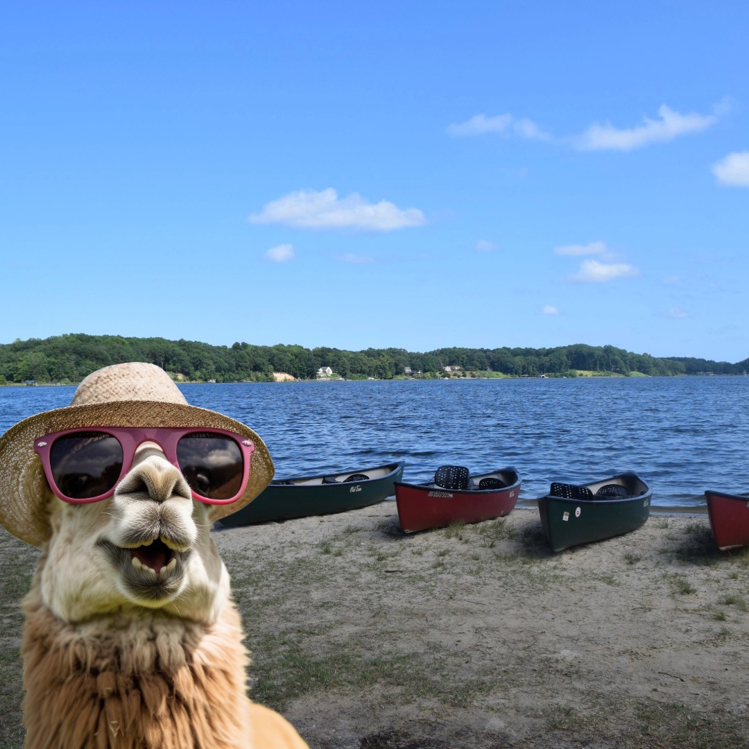 Camp Piankatank is always on the cutting edge of safety for our campers. Announcing our pilot program in association with the Red Cross Llama Lifeguard Program. We would like to introduce our campers and families to Lionel Spitsalot, our new head lifeguard for summer 2026. He says, "Sign up now for camp, and I can't wait to see you at the waterfront this summer."
We are now recommending campers bring an extra towel and a shovel for canoeing time this year.
