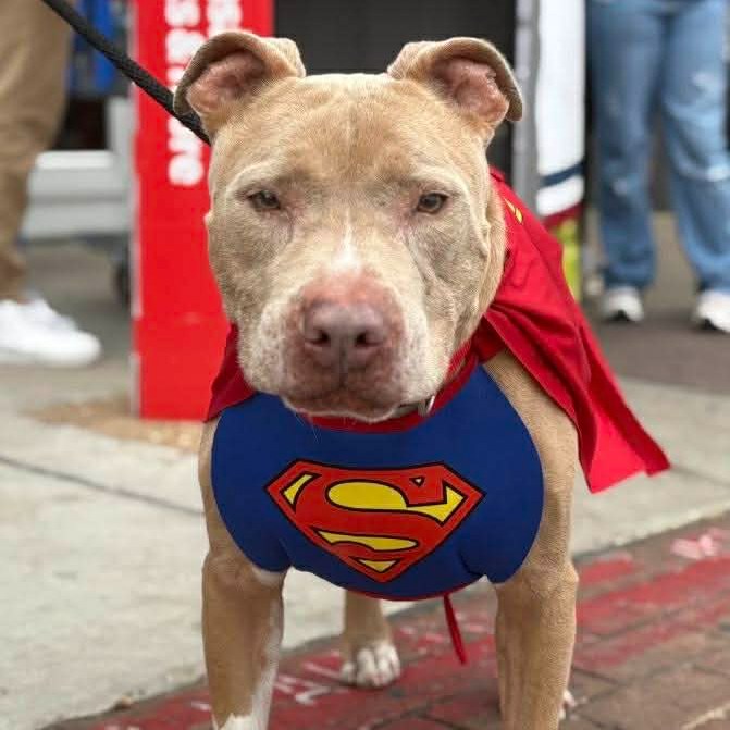 🐾 Meet Zeus (#48787338), Your Gentle, Goofy Superhero 🐾
Zeus is a 9-year-old American Pit Bull Terrier with a heart as big as his smile. This 60-pound, neutered sweetheart came to the shelter on December 5th due to his owner’s health, and while he has handled the transition like a champ, he deserves so much more than a kennel.
Around the shelter, Zeus is nothing short of a celebrity. Staff and volunteers light up when they see him coming. He is known for his calm, friendly demeanor and his one-of-a-kind charm. Whether he is walking through the halls or posing in his adorable costumes, Zeus brings joy wherever he goes.
Despite his “superstar” status, Zeus is incredibly easygoing. He is a lower-energy guy who enjoys the simple things in life: a good game of fetch with a tennis ball, lounging in the shade, and, if you ask him, snacking on his favorite treat, Whataburger. He walks nicely on a leash, has great manners with no jumping, and is easy to handle in and out of his kennel. He is the kind of dog who just gets it.
Zeus has also shown how social and adaptable he is. At a recent adoption event, he happily met kids, other dogs, and people of all ages, soaking up the attention and enjoying every minute.
Now Zeus urgently needs a foster, adopter, or rescue. Due to shelter capacity, he is on the urgent placement list and can be euthanized at any time. After everything he has given, Zeus deserves a soft place to land, a home where he can relax, feel safe, and be loved again.
If you are looking for a loyal, low-key companion with a superhero heart, Zeus is your guy. 💙
📧 To help Zeus: Email FWACCTag@fortworthtexas.gov
with “Last Call 48787338” in the subject line
📍 Fort Worth Animal Care & Control, Silcox, 4900 Martin St, Fort Worth, TX
⏰ Open daily 12 to 6 PM
Foster must be in DFW. Adoptions in person only.
