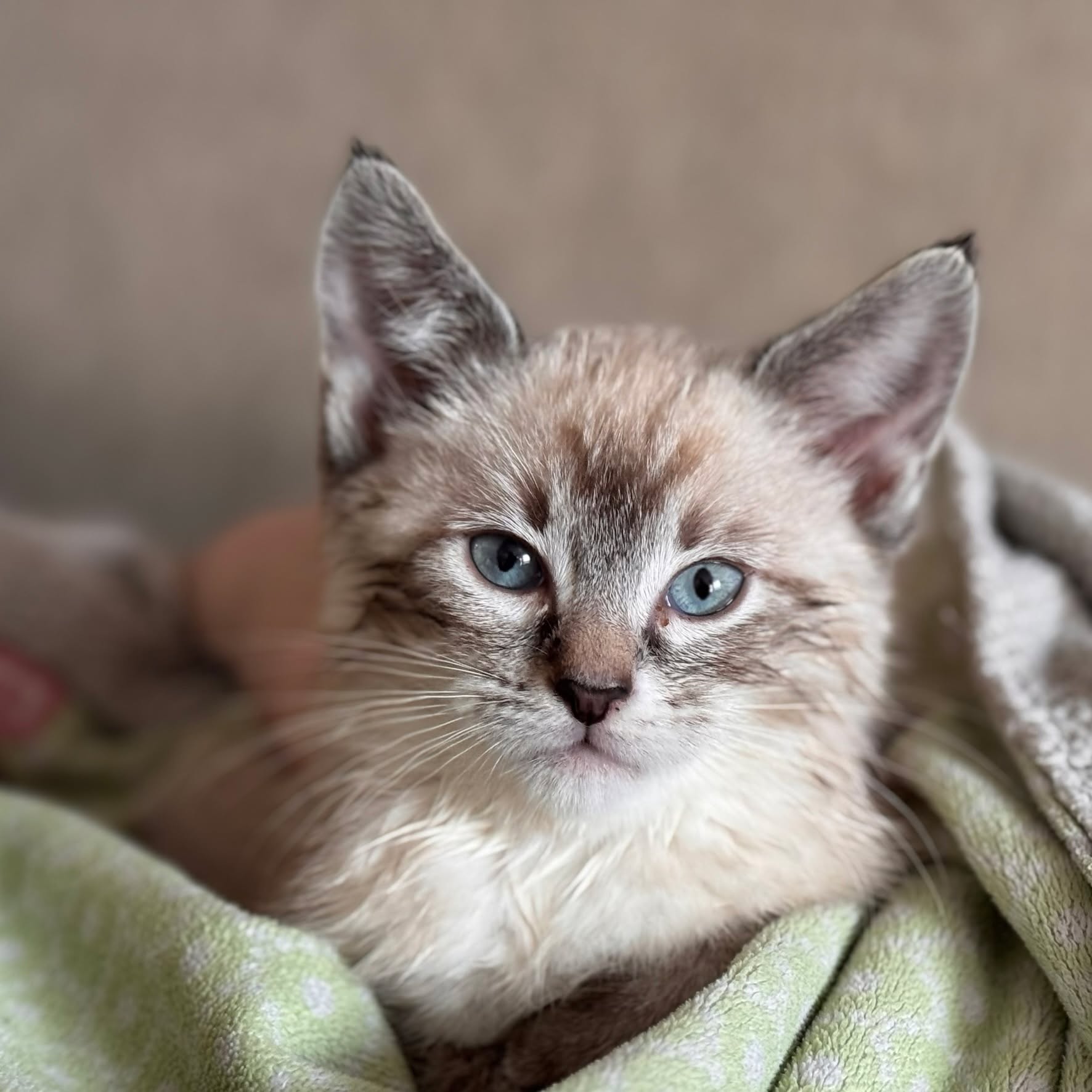 We got Gus a friend...chew toy!?! His name is Waldo, and he is the perfect addition to our herd of cats and kids.
#NewKitten #CozyMoments #TinyPaws #CatLife #SweetestLittleGuy #catsofinstagram #catsoffacebook