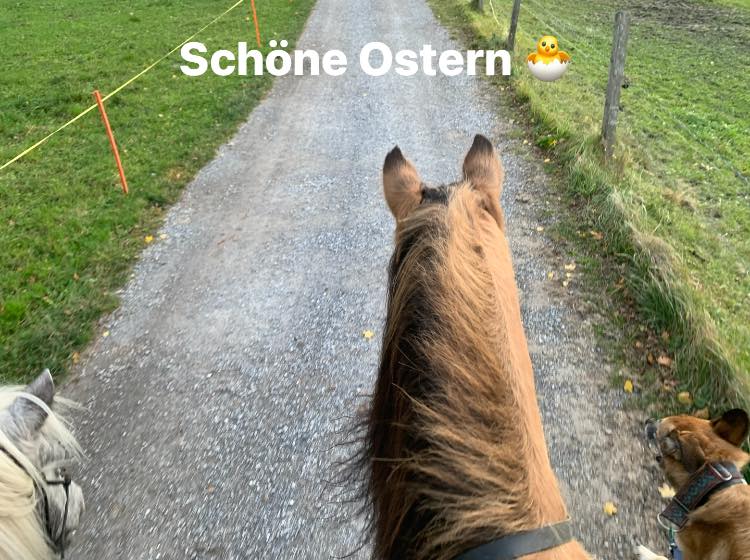 #care4animals #ajhundetraining #froheostern #ostern