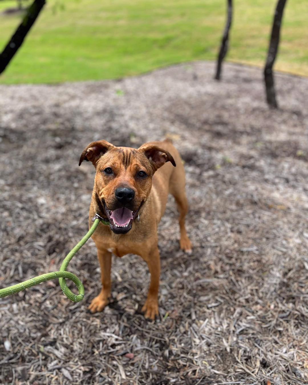 Only a 15 day foster needed for sweet Johnny who has been waiting at the shelter for 94 days. Can you save his life by giving him a home for a short period before his transport date on 4/20!
From an amazing volunteer, Kellei:
Johnny is hoping that in honor of Easter weekend someone will hop on over to the south shelter and foster him! He needs a 16 day foster to make his trip out of Texas! He has been at the shelter since December with no interest. This is his opportunity for a brighter future. He is on the high energy side - so I recommend a foster with a yard as an means to vent his energy. He could also use a refresher course in not jumping up (he gets so excited for treats) and not pulling on the leash (he keeps consistent tension and is strong)! But aside from the numping and pulling he also has a soft sude where he will try to be a 69lb lap dog! Anyone able to be Johnny’s hero? We would both be ao grateful. 🐶🐾❤️🙏🏻
💙Johnny 58453983
🐾Male, 1 yr, Neutered, 60lbs
💙Dog friendly
🐾High energy and will need away to exhaust his energy. Recommend foster with a yard.
💙Needs work on leash! He consistently pulls and keeps tension. He is very strong.
🐾Very treat motivated and can be jumpy when he sees the treat and or pouch!
💙Doesn’t realize his size and wants to be a 60lb lap dog.
Located at Fort Worth Animal Care & Control- Silcox location: 4900 Martin Street, Fort Worth, TX 76119