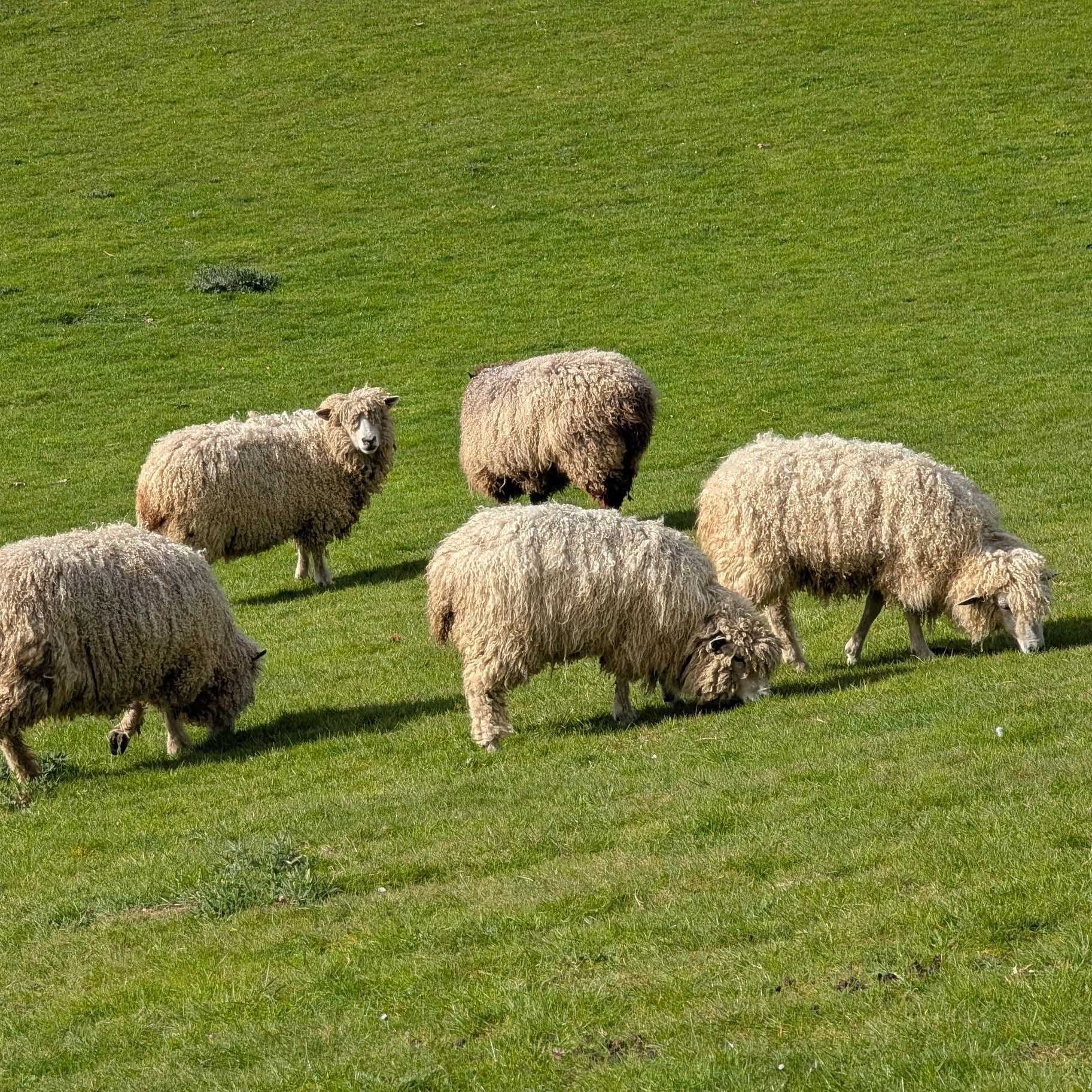 If you love making with intention, British wool gives you beauty, purpose, and connection.
Every skein of yarn or bundle of fibre carries more than colour and texture — it carries a story. From the sheep and the landscape to the people who raise and care for the sheep, those who shear, sort, spin, and work with the fibre, British wool offers a deeper kind of making.
At Woolplay, we believe the materials you choose matter. That’s why we champion British wool with provenance, including yarns from our own Leicester Longwool flock and yarns and fibres from carefully selected British mills and flocks.
When you use British wool, you’re not just creating something lovely to wear or use, you’re choosing a natural fibre with character, traceability, and a genuine sense of place.
What does intentional making mean to you?
#BritishWool #WoolWithProvenance #NaturalFibres #LeicesterLongwool #SlowCraft #KnittingWithPurpose #Woolplay