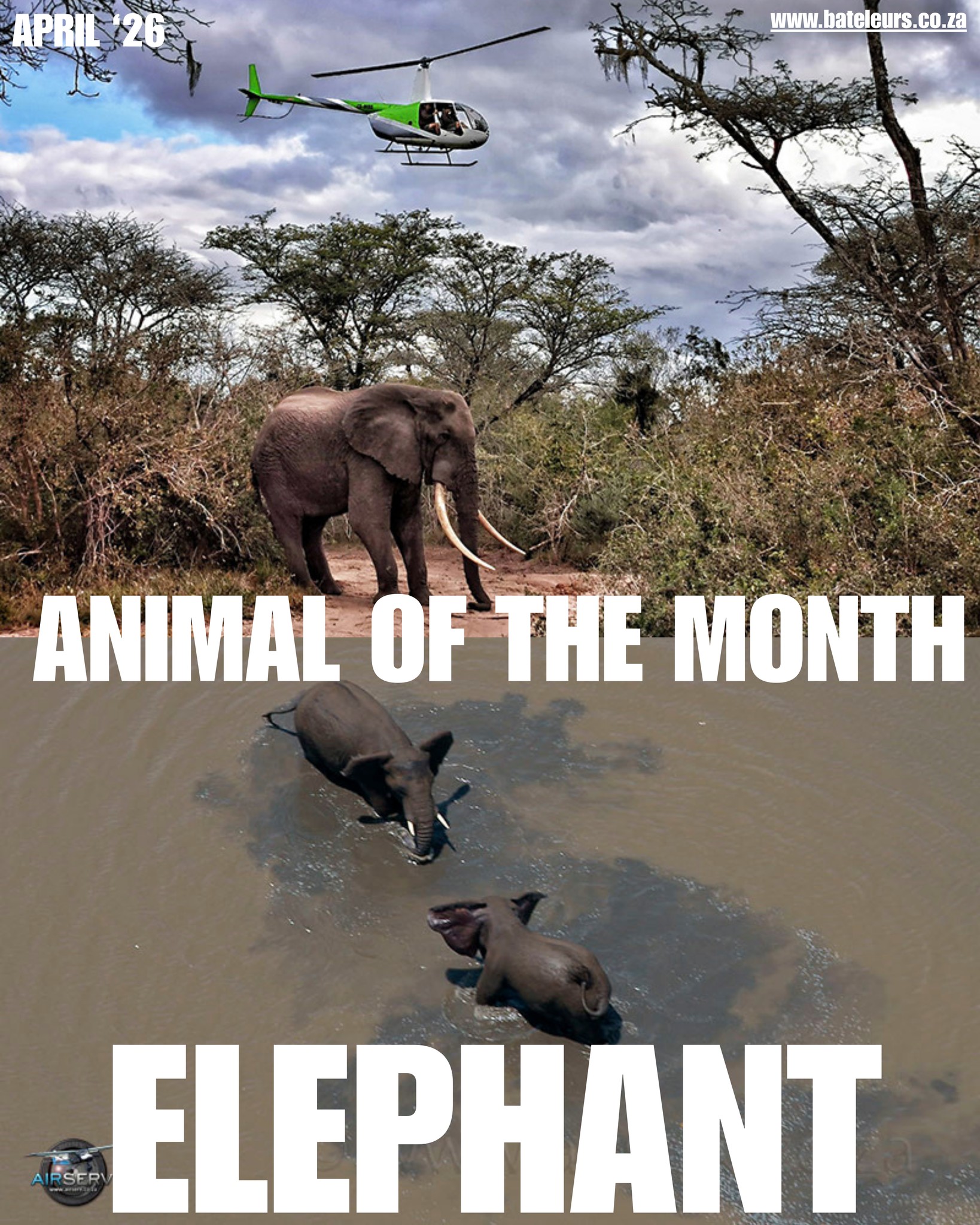 Animal of the Month
This month we’re spotlighting the elephant (Loxodonta africana), one of Africa’s most important ecosystem engineers.
Elephants don’t just live in the wild, they shape it. By pushing over trees, creating pathways, and digging for water, they open up landscapes and make resources accessible for countless other species.
They also help regenerate ecosystems. As they move across vast areas, they disperse seeds, supporting the growth of forests and savannahs.
Highly intelligent and deeply social, elephants have complex family structures led by matriarchs. Their brains, the largest of any land animal, support behaviours like problem-solving, empathy, and long-term memory.
And despite their size, they’re powerful swimmers, using their trunks like snorkels to move through deep water.
But elephants are under threat. Habitat loss, human-wildlife conflict, and poaching continue to shrink their range and numbers.
Aerial conservation plays a critical role in helping monitor populations, protect habitats, and support anti-poaching efforts.
Follow, share, and support The Bateleurs to help keep Africa’s wildlife protected from above.
Visit our website if you want to get involved as a Donor or Volunteer
www.thebateleurs.co.za
#AnimalOfTheMonth #Elephants #Conservation #TheBateleurs #WildlifeProtection #AfricanWildlife