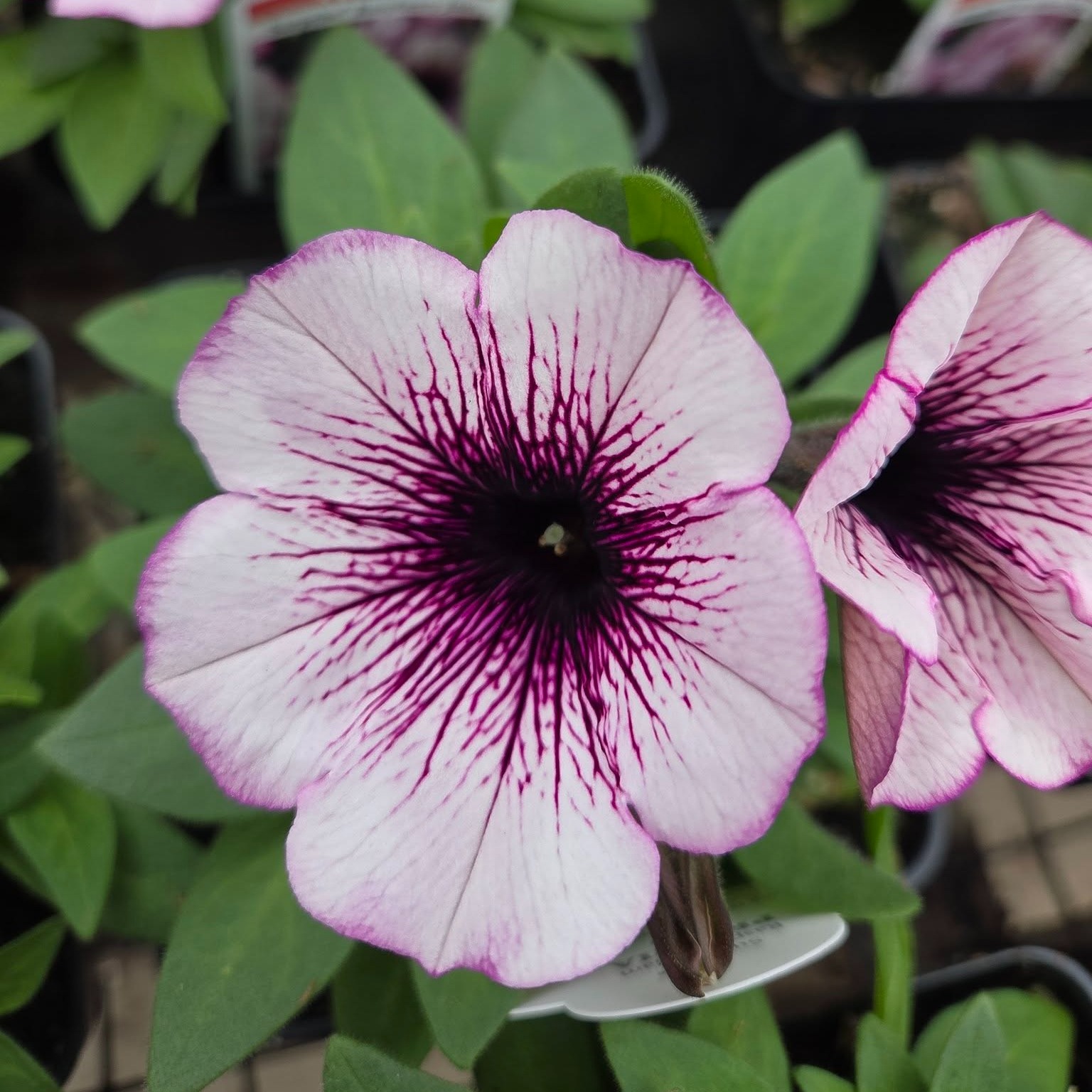 Creekside Greenhouses is starting to show some color this morning. Plants are looking great. Opening day is Thursday, April 23rd, 2026.
#creeksidegreenhousesmn #creeksidegreenhouses #creekside #flowers #annuals #funcolors #hangingbaskets #veggies #minnesota #creeksidegreenhousemn #shoplocal #greenhouses #petunias #sunshine #warmweather #springisherealmost #springiscoming #openingsoon