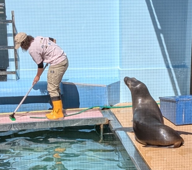 早くお魚下さいと言わんばかりに後ろで圧をかけてますが君が桟橋の上に点々と落としていった💩を掃除してくれているのですよ。