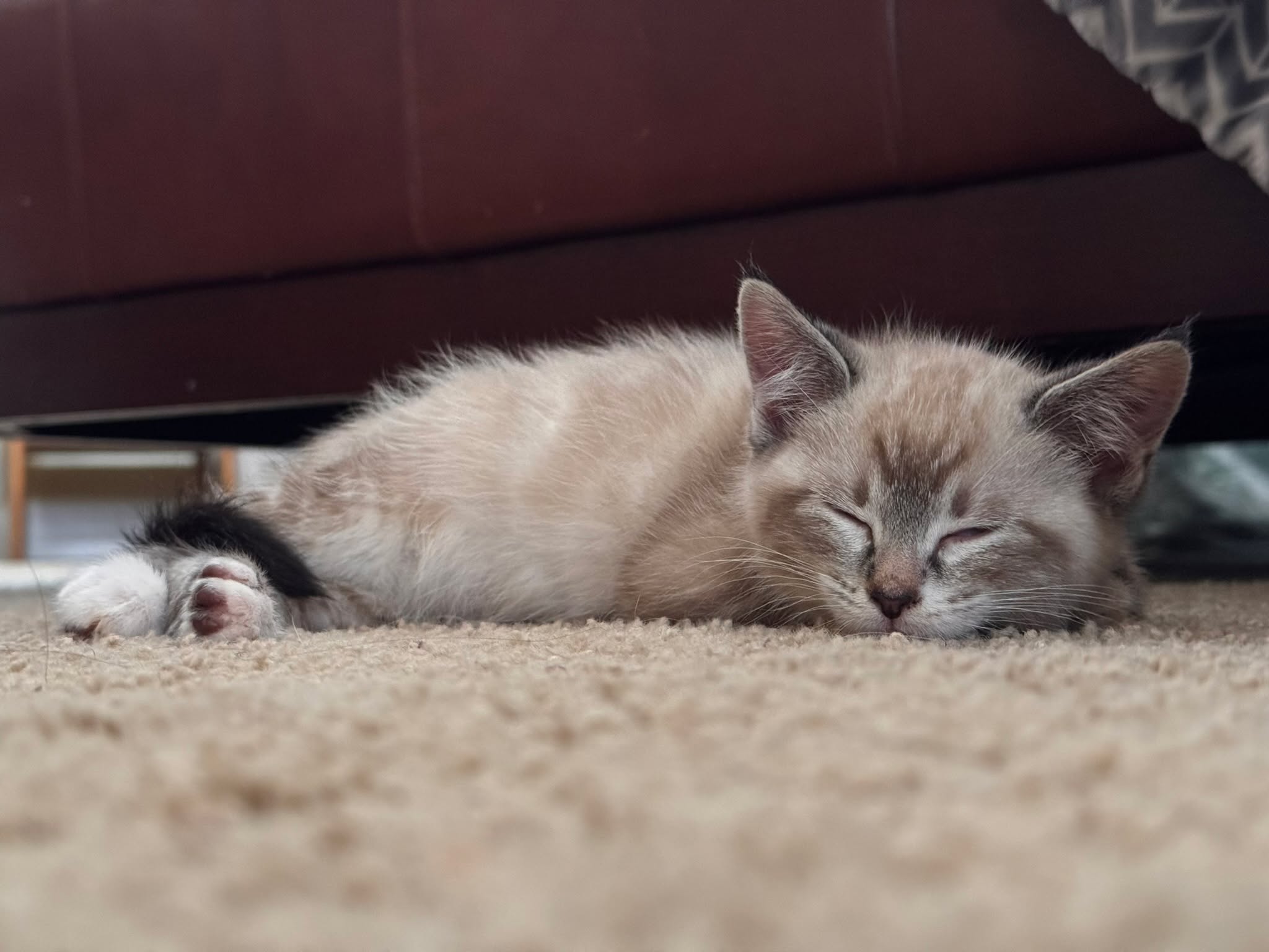I think we wore him out.
Apparently, being tiny and adorable is hard work.
#SleepingKitten #KittenLife #CatsofInstagram #catsoffacebook #CuteKitten #TinyTiger