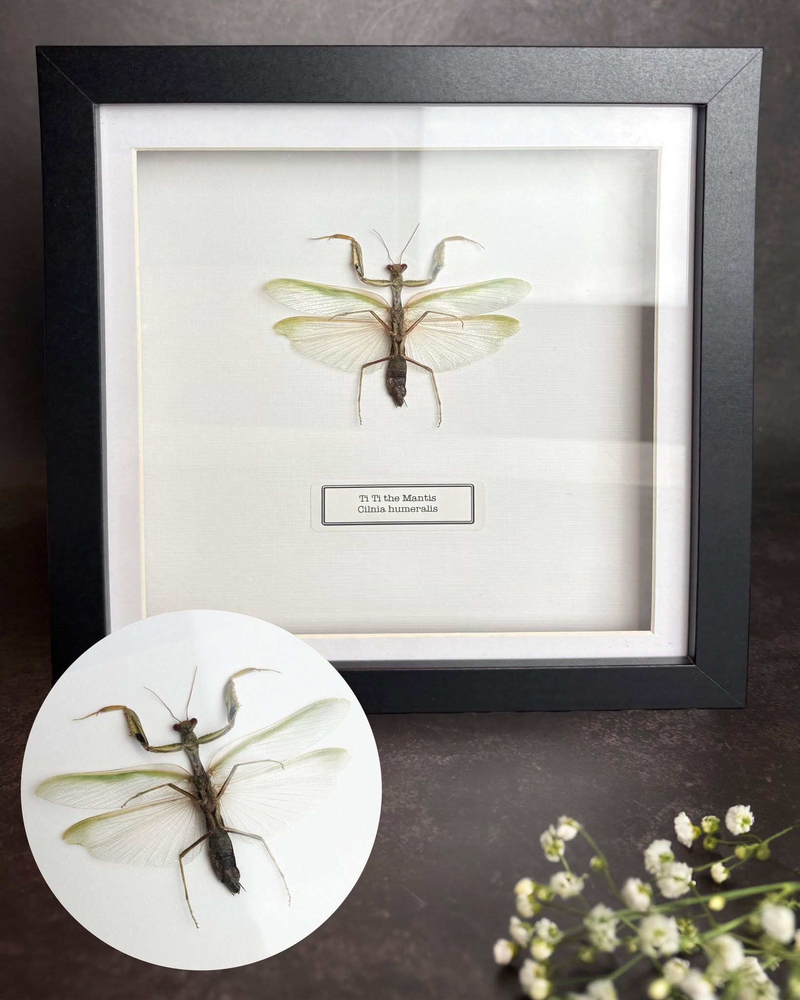 Ti Ti The Mantis
Recently finished Mantis commission now back home with their owner. In May I will really be ramping up my commissions work to try clear a good chunk of the waitlist since we won't be attending any shows!
However you can find us at Kempton Park Racecourse on Sunday 26th April. A show not to be missed. All details on @invertshowsofficial page.
#Entomology #OdditiesAndCuriosities #taxidermyart #CabinetOfCuriosities #EthicalTaxidermy #NaturalHistory #InsectCollection #mantis #insectart