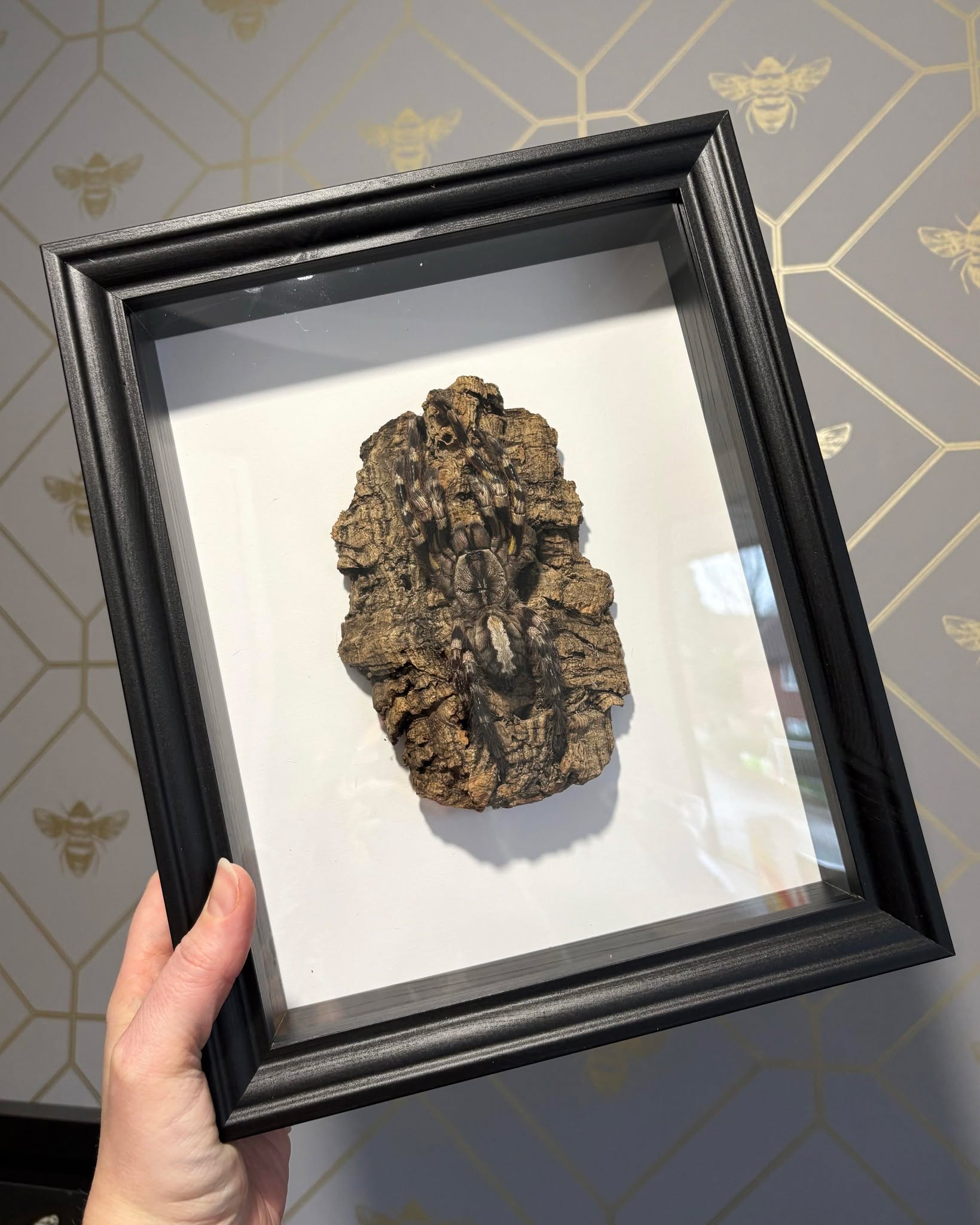 This might be my favourite framed commission of this year so far 🤫
While we may not be taking dome commissions on right now due to our waitlist, that doesn't mean you can't customise your frame! Our usual options include;
- Flowers
- Metal Plaques
- Vinyl on the glass/perspex
- Adding wood or other ornaments from enclosures
- Custom backgrounds
#taxidermyart #Entomology #EthicalTaxidermy #OdditiesAndCuriosities #NaturalHistory #tarantula