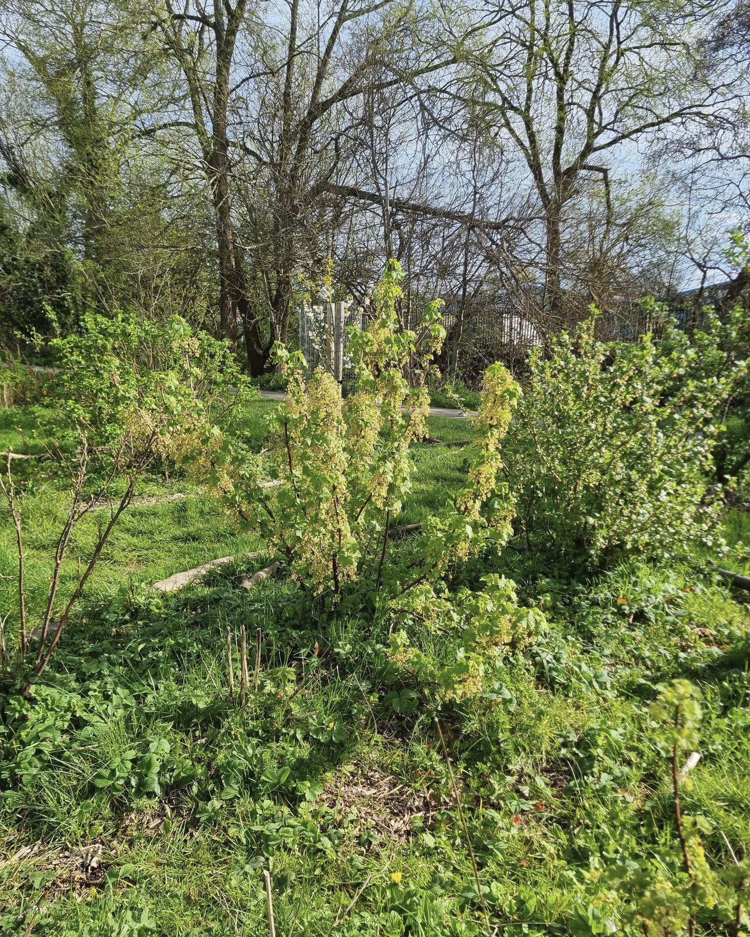 The plants stole the show at #KingdomForestGarden this #EasterMonday.
Great weather and great company, and the emerging life looks stunning. Have you visited this growing space yet? If not, now is a great time to do so, now that Spring is arriving.
