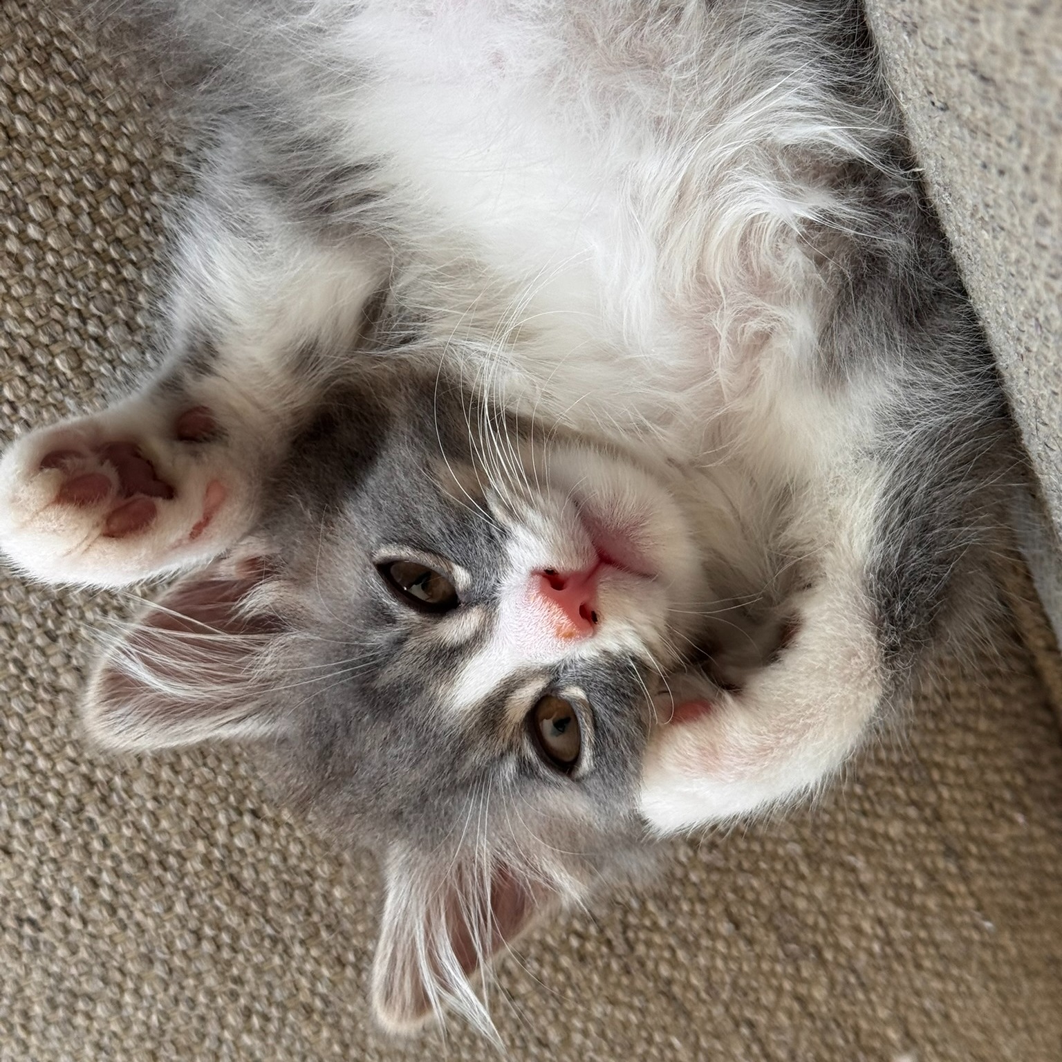 This little guy is hard to get a good picture of. He’s talkative, busy, and rarely still for long.
He definitely has his own agenda.
#KittenLife #CatsofInstagram #FluffyKitten #CuteKitten #PetsofInstagram