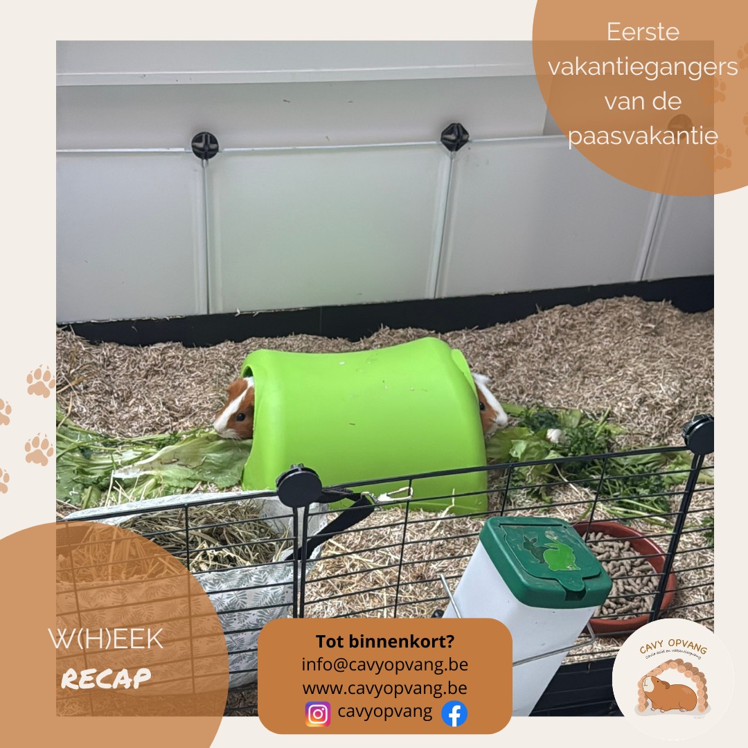 W(h)eek recap! 🐹
Afgelopen week was een drukke week! 😅
Elke weekdag was ik van 8u tot 16u aan het werk met mijn hoofdberoep. Na deze uren waren dit de momenten als caviadeskundige en eigenaar van hotel en asiel:
- Maandag: de eerste vakantiegangers kwamen toe.💛☀
- Dinsdag: verder koppelen van vakantiegangers met asieldiertjes. 🐹
- Woensdag: mijn eerste gastles op de hogeschool voor meer dan 80 studenten dierenzorg. Wat een ervaring! 🥰 Ik had dus een vrije dag en vulde deze in door les te geven van 9u tot 16u30.
- Donderdag: meer en meer vakantiegangers komen toe.☀
- Vrijdag: naar de dierenarts met 12 cavia's op de achterbank! 💊💉
- Zaterdag: opvangdang + alle laatste vakantiegangers kwamen toe. Ondertussen zitten er meer dan 20 vakantiegangers in het hotel. En ook heel wat asieldiertjes nog!!
- Zondag: (maar ook elke dag!) medicatierondes voor asieldiertjes en vakantiegangers.💊💉
#dierenasiel #knaagdierenasiel #asielmedewerker #caviaasiel #vakantieopvang #caviadeskundige #dierenopvang #caviaopvang #caviahotel #caviapension #vakantiepension #dierenpension #caviatrimmer #caviawebshop #leencavia #knaagdierenwebshop #webshop #weekrecap #wheekrecap #opvangwerk #dierenopvangwerk