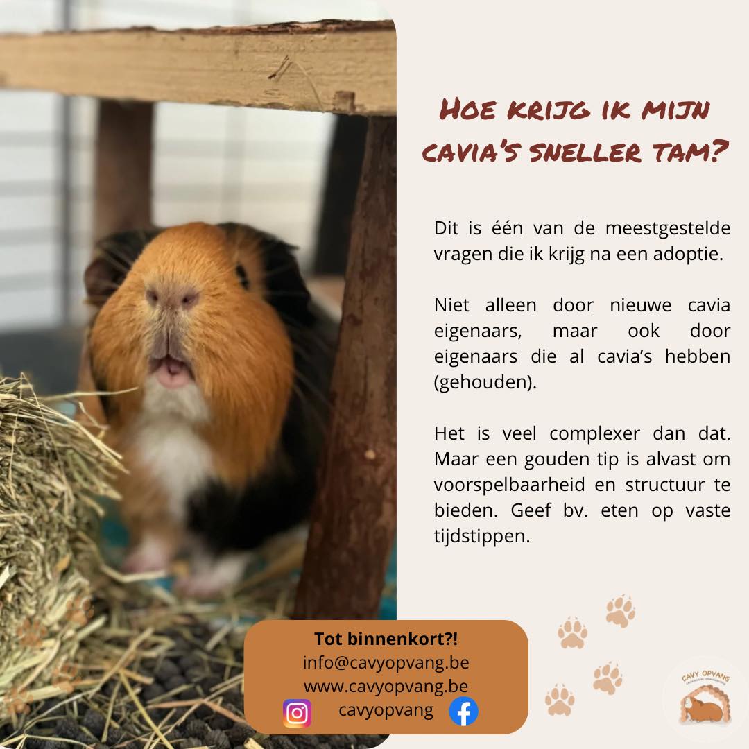 Hoe krijg je je cavia’s sneller tam? 🐹
Dit is één van de vragen die ik het vaakst krijg – zowel van nieuwe baasjes als van mensen die al langer cavia’s hebben 💛
Het antwoord? Er is geen “snelle truc”… maar er is wél een gouden tip: 👉 Zorg voor voorspelbaarheid en structuur.
Cavia’s zijn prooidieren en houden van zekerheid. Door elke dag op vaste momenten te voeren, rustig met hen om te gaan en een veilige omgeving te bieden, groeit hun vertrouwen stap voor stap.
Je zal merken dat ze steeds meer aanwezig zullen zijn en eten komen vragen rond het eetmoment! Op dat moment groeit hun vertrouwen in hun nieuwe omgeving en in jou als baasje! 💛
Heb jij een vraag over cavia’s? Stel ze gerust hieronder of in een berichtje! 👇
#dierenasiel #knaagdierenasiel #asielmedewerker #caviaasiel #vakantieopvang #caviadeskundige #dierenopvang #caviaopvang #caviahotel #caviapension #vakantiepension #dierenpension #caviatrimmer #leencavia #caviawebshop #knaagdierenwebshop #webshop