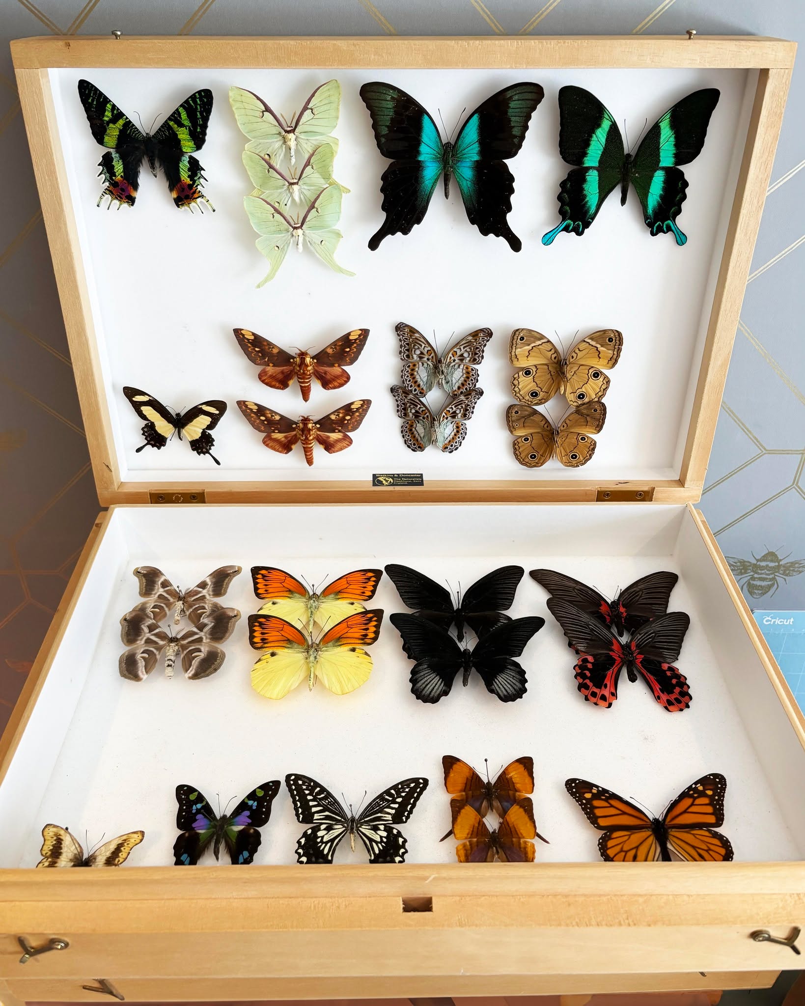 A little peek inside one of our boxes. Full of colour and some of nature’s most incredible designs. From bold, velvety blacks to soft pastels and fiery oranges, every specimen tells its own story.
Whether you’re a seasoned collector or just starting your journey, there’s something truly special about seeing them all together like this.
Wishing you a relaxed (and maybe slightly chocolate-filled) Easter 💛
#HappyEaster #Entomology #InsectCollection #ButterflyCollection #NaturalHistory #OdditiesAndCuriosities #CollectorsCorner #CabinetOfCuriosities #NatureDisplay #EthicalTaxidermy