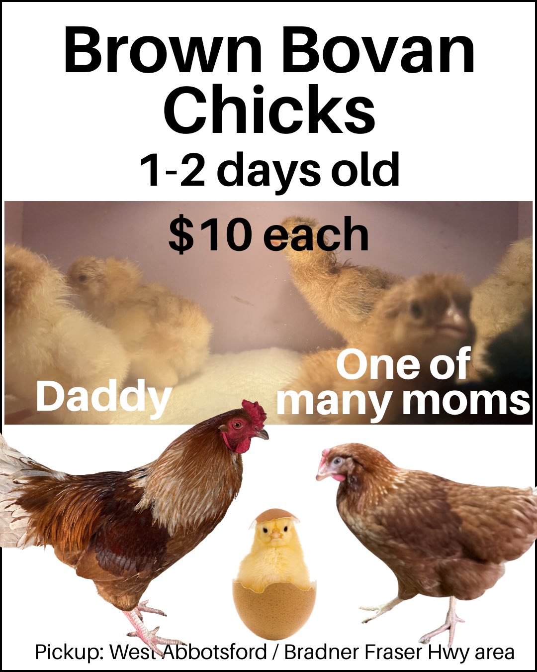 Bovan Brown chicks
Pick up Bradner / Fraser highway area.
Also available week old
7 little BYM 5 ea
9 little jumbo quail 3 ea
BYM Bovan/RIR fertilized eggs 15 ea
Jumbo Quail fertilized eggs 10 ea
Easter Egger fertilized eggs 15 ea