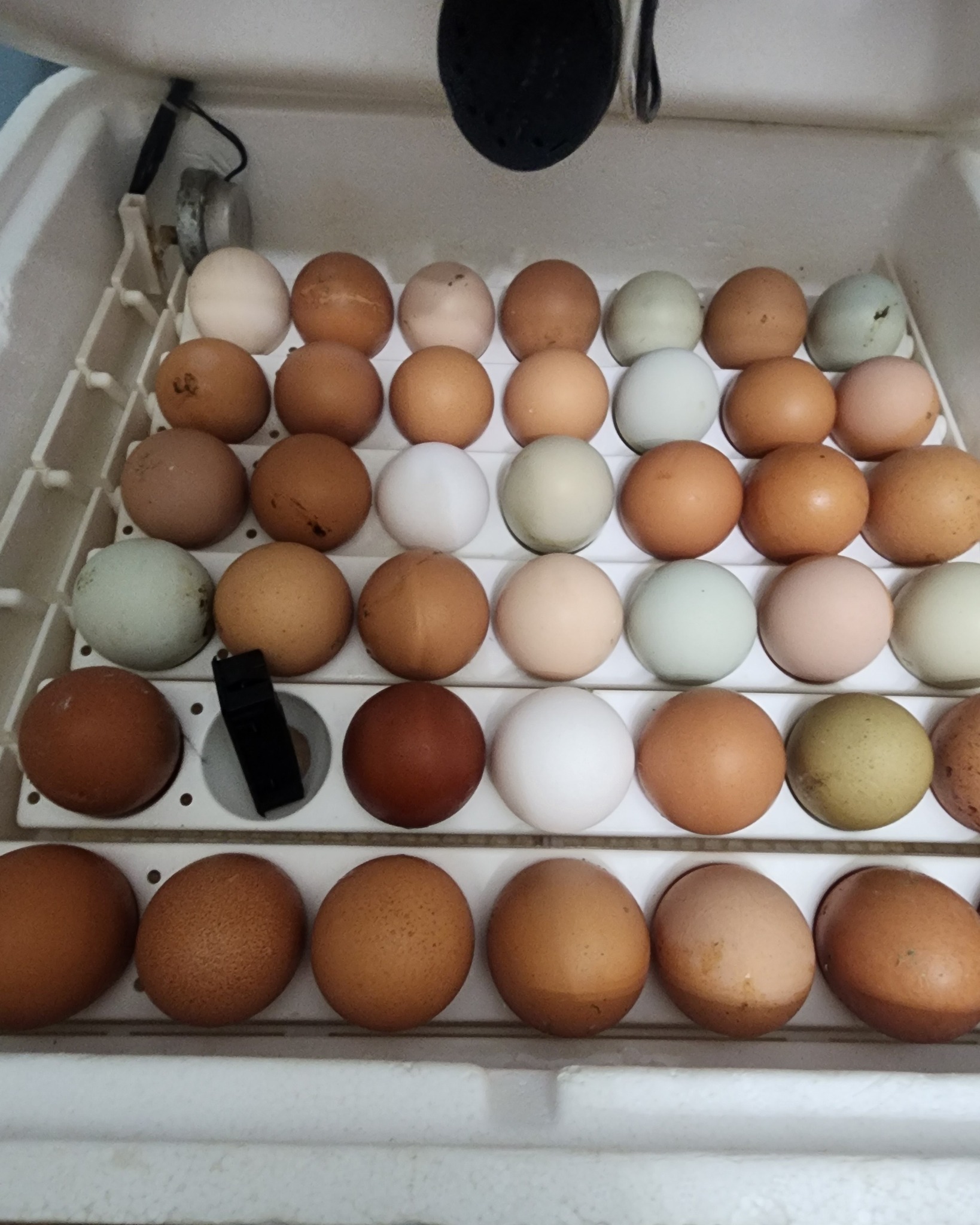Because we definitely needed more chickens… 😅🐣
Loaded up the big incubator... again... and letting nature do its thing.
Give it a few weeks and things are about to get very chirpy around here.
#TheShireFarm #HatchingChicks #ChickenLife #FarmLife #SendHelp