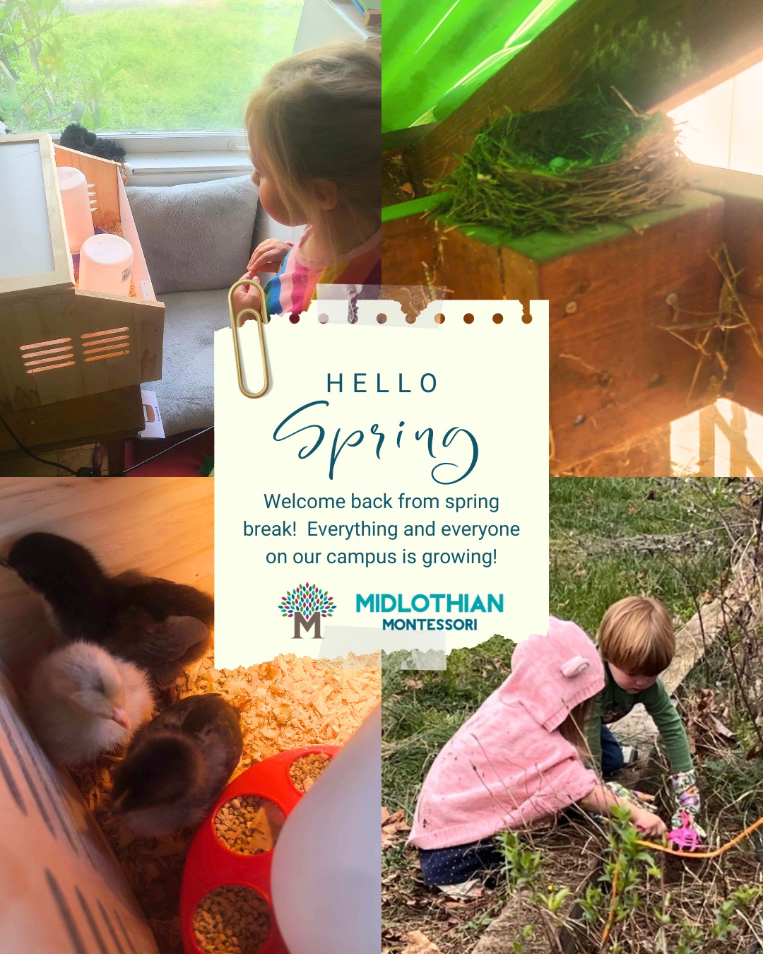 It's good to be back! All around our campus we are seeing signs of new life and new growth. Our elementary students are caring for new baby chicks, and our primary students are caring for seedlings. On our playground a pair of house finches are raising the next generation of songbirds, and the annual visit from native pollinator caterpillars has begun. As we look to the coming weeks and months, we can't help but feel thankful for our place within the natural world.