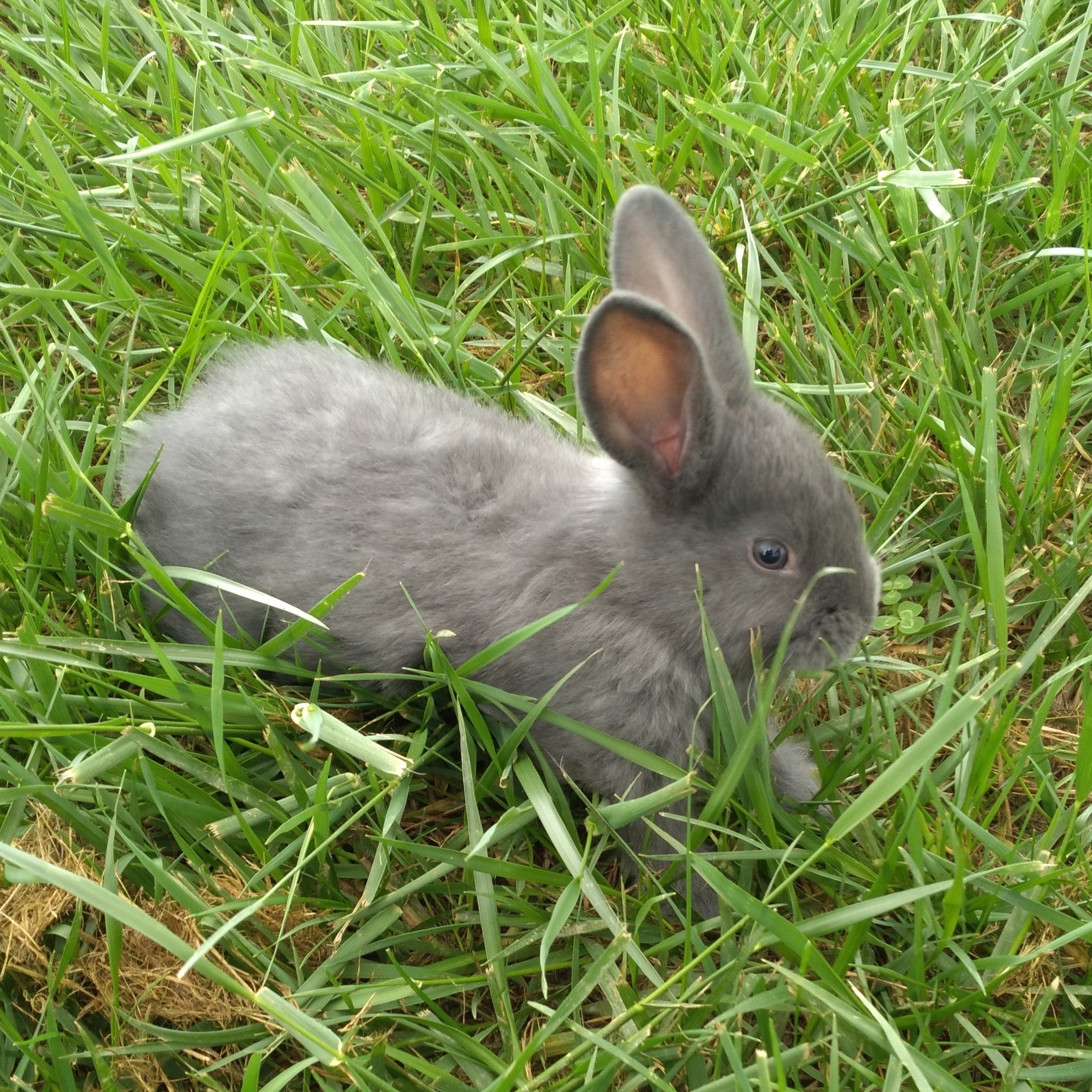 🐰 Farm Fact Friday:
Rabbits have nearly 360° vision, helping them stay aware of predators even while grazing.
#FarmFactFriday #TheShireFarm #knowyourfarmer #growninohio