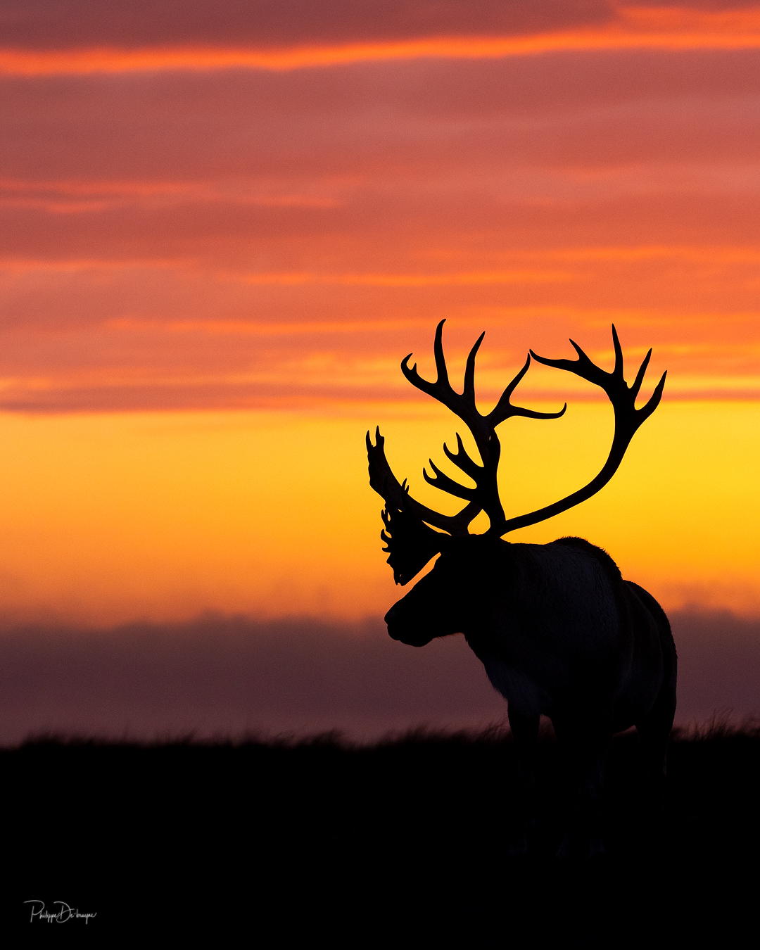 Silhouette !!
Bon week-end les amis 😁✌️
Pour l'offre déjà en promotion de 4 impressions pour 100$ une 5ème offerte !!
Message perso pour plus d'info et lien de la boutique !!
Philippe DE-BRUYNE© Mon regard sur la nature