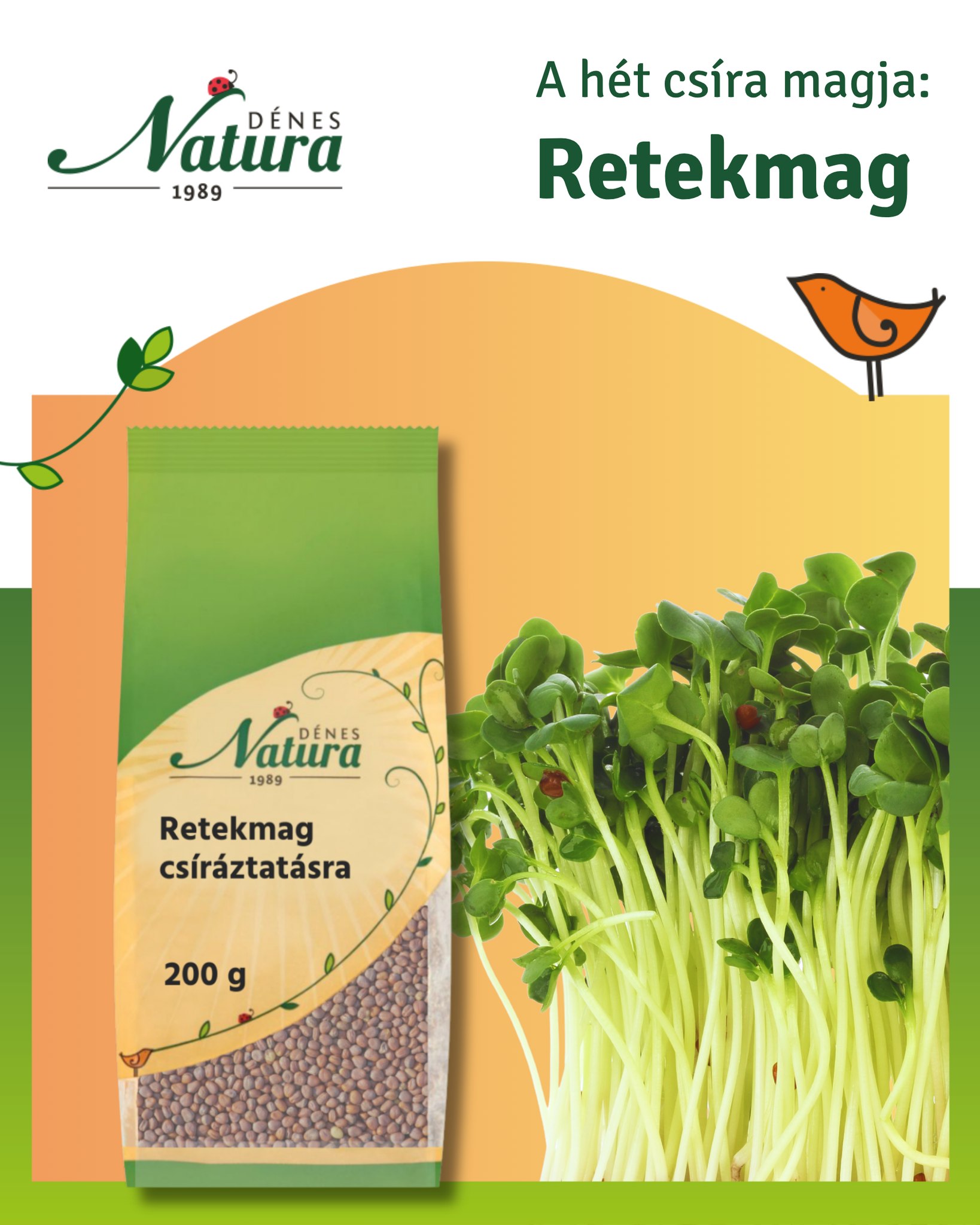 🌱 Retekmag csíráztatásra – frissesség és pikáns íz minden falatban! 🌱
Próbáltad már a retekcsírát? Ez az apró mag igazi ízbomba, ami pár nap alatt életre kel a konyhádban!
🌿 Milyen lesz kicsírázva?
A retekcsíra vékony, fehéres szárú, élénk zöld (vagy akár vöröses) levelekkel. Friss, ropogós állagú, látványos és étvágygerjesztő kiegészítője bármilyen ételnek.
🌶️ Ízélmény
Kellemesen csípős, enyhén borsos ízvilág jellemzi – hasonló a friss retekhez, de annál még intenzívebb, üdébb formában.
🌈 Többféle változatban is elérhető:
– hagyományos zöld retek
– vörös korall (zöld levéle és vöröses szár)
– Sango (sötétvörös levélke és szár, igazi különlegesség)
– fekete retek (extra pikáns ízvilág)
🥗 Milyen ételekhez illik?
– szendvicsekhez, pirítósokra
– salátákhoz
– krémlevesek tetejére
– wrapekbe, szendvicskrémekhez
– tojásos ételekhez
– smoothie-khoz extra tápanyagként
⏱️ Csíráztatás ideje
A retekmag gyorsan csírázik: már 3–5 nap alatt fogyasztható, így az egyik legjobb választás kezdőknek is!
💡 Praktikus tippek:
– Naponta 2x öblítsd át tiszta vízzel
– Ne hagyd vízben állni, csak nedvesen tartsd
– Világos, de nem tűző napos helyen csíráztasd
– 🌟 A Dénes-Natura webshopban elérhető csíráztató üvegedénnyel a csíráztatás gyors, tiszta és rendkívül hatékony!
✨ Miért érdemes fogyasztani?
A csírák igazi tápanyagbombák: frissen, élő formában tartalmazzák a növény legértékesebb összetevőit.
🛒 Szerezd be most: https://shop.denes-natura.hu/retekmag-csiraztatasra-200-g
👉 Több mint 20 féle csíráztatni való mag közül válogathatsz: https://shop.denes-natura.hu/csiraztatas
Tedd színesebbé és egészségesebbé az ételeidet természetesen! 🌱