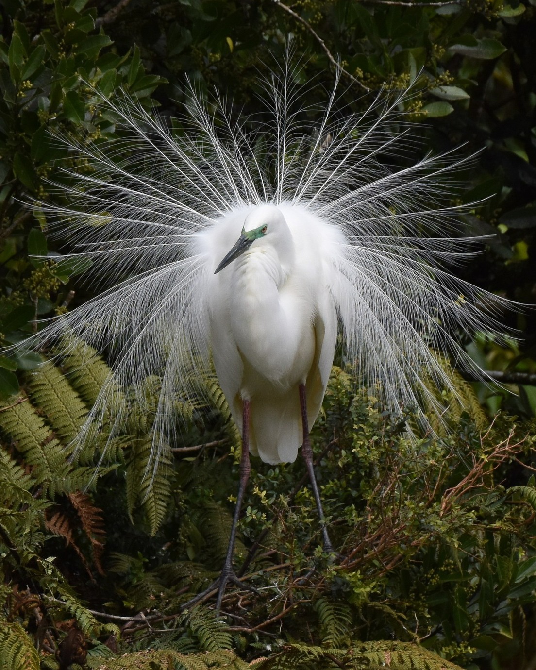 It was exciting to have this image selected as a finalist in the Wild Aotearoa category of the Tūhura Otago Museum Photography Competition - especially as it was our first time entering a photo competition.
The Tūhura photography exhibition is open now, so if you’re in Dunedin, be sure to check out this pic alongside all the incredible finalist captures chosen from a record 9,732 entries.
If you’d like to witness the Kōtuku displaying their beautiful feathers just like this, plan your visit to New Zealand’s only White Heron nesting site in September or October 🥰
#whiteheron #kōtuku #wildaotearoa #tūhuraotagomuseum #photographycompetition #nzbirds #birdphotography #naturephotography #nzwildlife #birdwatching #whiteheronsanctuary #westcoastnz