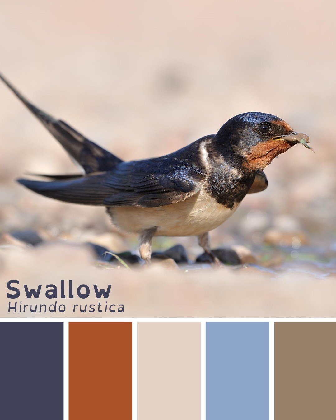 The swallows are back 🥳
Today some of the education team spotted their first swallow of the year! Early April is a great time to start looking out for these gorgeous birds, as they begin to return from Africa for their summer breeding season. But our understanding of this epic journey is a relatively recent thing - not so long ago, people used to believe that they spent the winter hibernating at the bottom of ponds!
Keep your eyes to the skies and let us know if you spot any 👀
📸 Laurie Campbell
#Aigas #NaturePhotography #WildlifePhotography #BirdStagram #BirdPhotography #BirdWatching #BirdsOfInstagram #Nature_Lovers #Highlands #Scotland #Nature_Brilliance #Closer2Nature #EnvironmentalEducation #NaturedaysAtAigas #AigasFieldCentre #Wildlife #WildlifeEducation #WildlifeDiscovery #WildlifeDetectives #NatureDetectives #NatureEducation #DiscoverNature #VisitScotland #BritishBirds #SignsOfSpring #WildHighlands