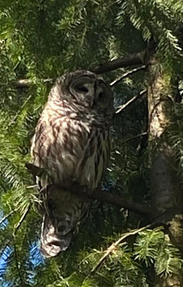 The owl family is back in the neighbourhood near mum’s place in Vancouver. This is papa keeping watch.