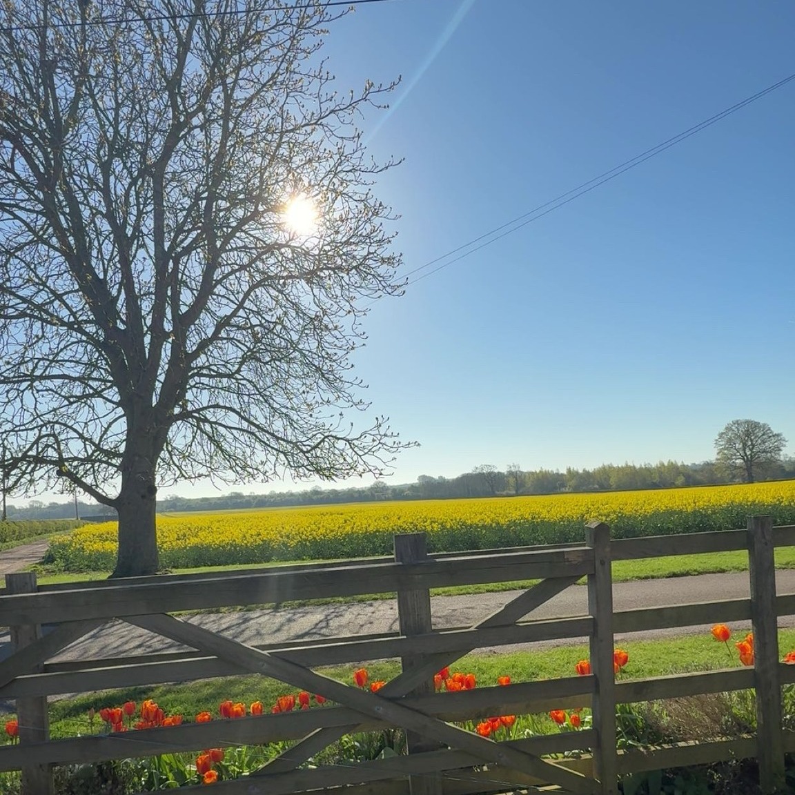 Sunshine, blue skies, and fields in full bloom 🌼
Wishing everyone a beautiful day—summer vibes are finally here ☀️💛