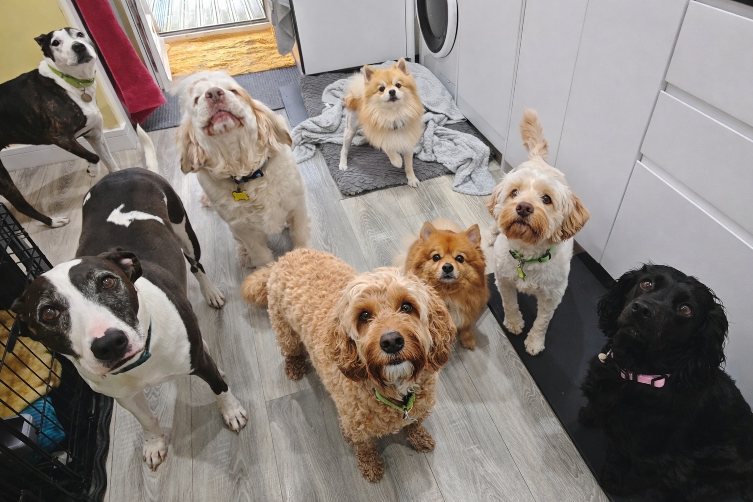 We had a full house over the bank holiday weekend! 😍
Luna, Beau, Nova, Odin, Fizz, Buzz, Woody and Kevin
🐶 Would your pup love to join in on the fun?
📝 Simply fill in our enquiry form!
www.scallywagzpetservices.co.uk/enquiryform
