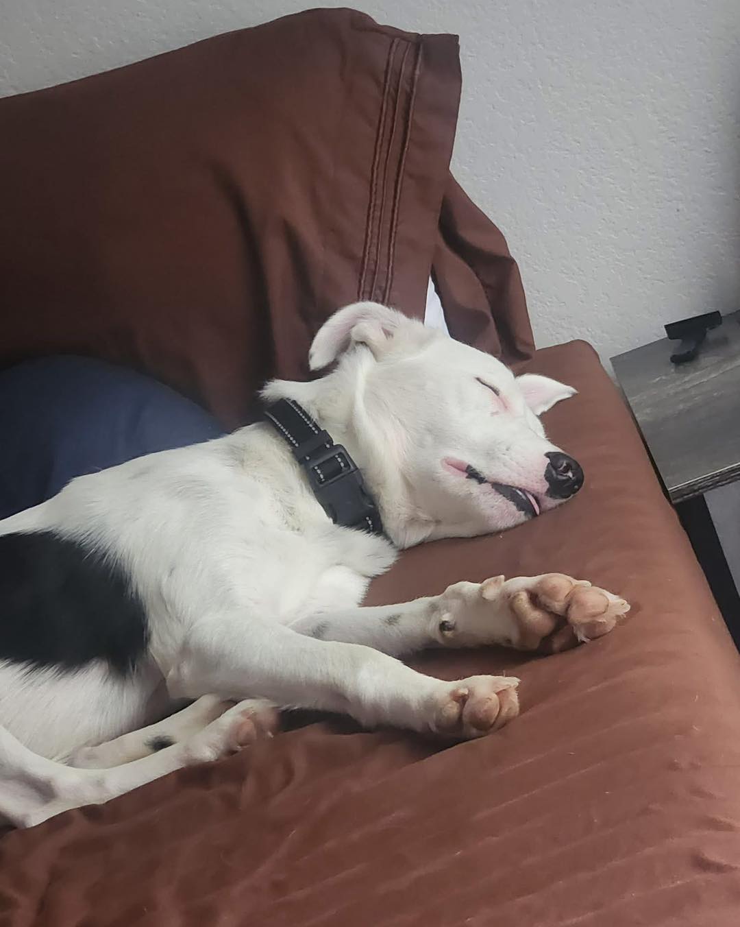 This is newly adopted Sofus, he really did want to say hi to his Cody’s family, but he is very busy napping. 😴 We do know that he is very grateful to his Foster and to #codysfriendsrescue  for helping his family and him find each other. All the love to sweet Sofus!