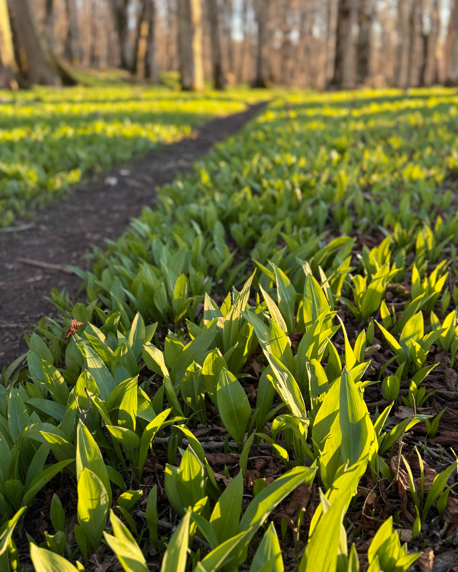 Naturreservatet Munkängarna på Kinnekulle lyser grönt!
Men, blomningen lär dröja ett bra tag till...
Kort nr. 2 är tagit den 2:a juni 2021.