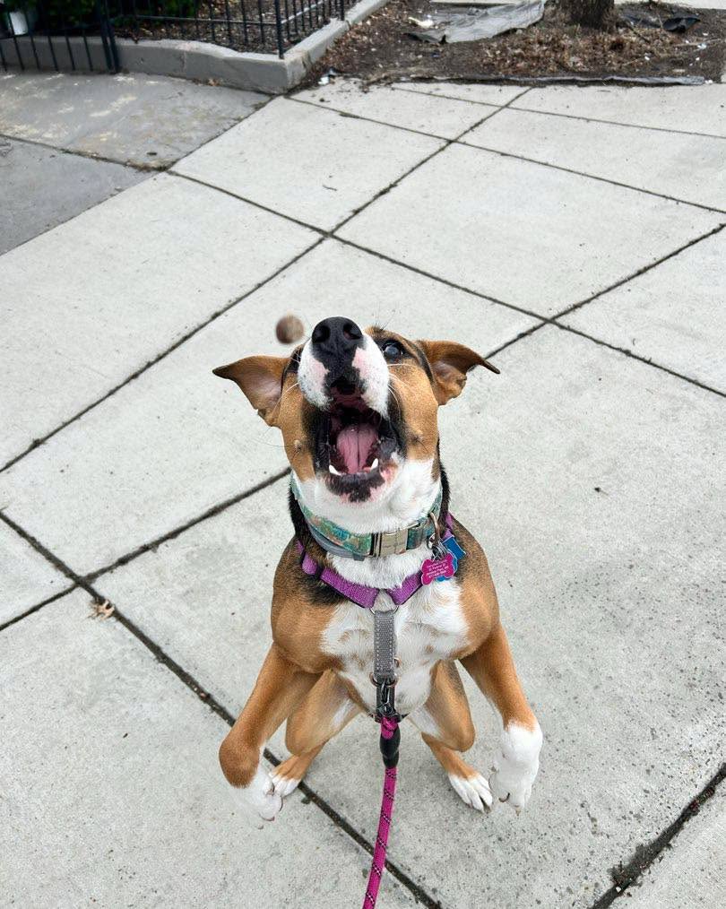Tula is all action! #muttsofinstagram #gimme #shethinksshespeople 📸 by SO