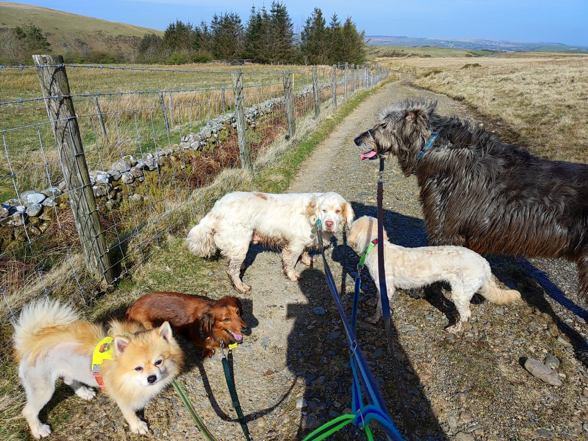 Beau, Nova, Loui, Ted and Kevin π