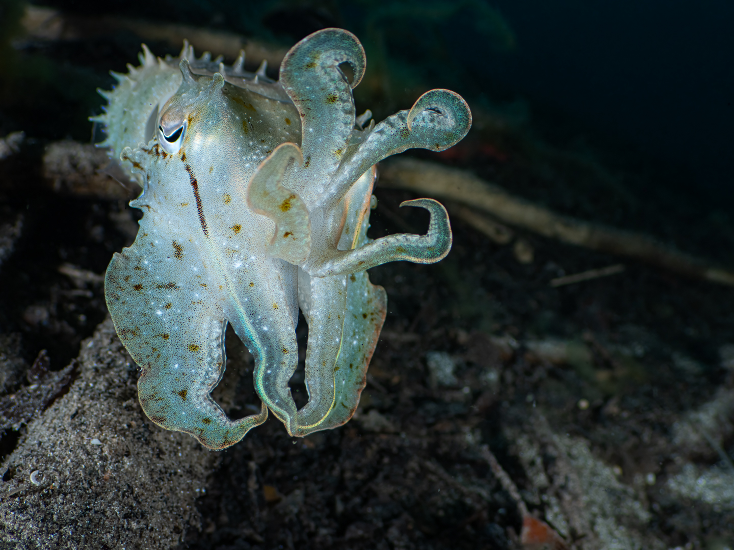 ๐๐๐ ๐ฆ๐ข๐ง๐ฎ๐ญ๐๐ฌ ๐จ๐ ๐๐จ๐ฒ!
This morning's dive at Havannah Harbour was another reminder of why we love our time in the water!
In one small area of "muck" washed out from the last low that went over, we found again a young cuttlefish that was as interested in us as we were of it! Then watched a brilliant disguised and very dark Spiny Devil fish moving in the leaf litters and a large sole moving on the sand - all this in a one metre radius -- it was incredible - an underwater photographers dream!!
Now to find the time to go though all the photos!
๐ธ John Warmington
Message or visit our webpage for more details at:
๐๐๐.๐ฐ๐ฟ๐ถ๐๐๐ฒ๐ฟ๐๐ฝ๐ผ๐๐๐ฒ๐ฟ.๐ฐ๐ผ๐บ
Why not relax and spend a few days away โ dive and stay at Karma Waters Villa
๐๐๐.๐ฐ๐ฟ๐ถ๐๐๐ฒ๐ฟ๐๐ฝ๐ผ๐๐๐ฒ๐ฟ.๐ฐ๐ผ๐บ
#VanuatuMoments #DiveVanuatu #KarmaWatersVanuatu #UnderwaterPhotography #DiveLife