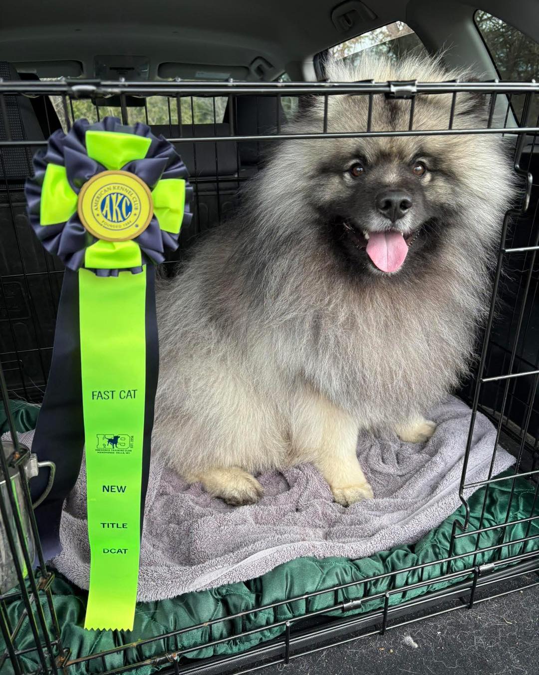 Congrats to Lucian “Peregrine Divine Light” and Shinya for earning his DCAT title this weekend, with a PB of 22.03!!
#peregrinekeeshond #keeshond #fastcatdog #fastcat