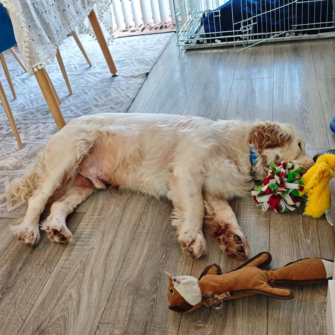 Beau and Nova π
Our Hound Holidays are a true home away from home, so you can enjoy your holiday guilt free! πΎπΆ
More information and the enquiry form can be found on our website:
https://www.scallywagzpetservices.co.uk/houndholiday