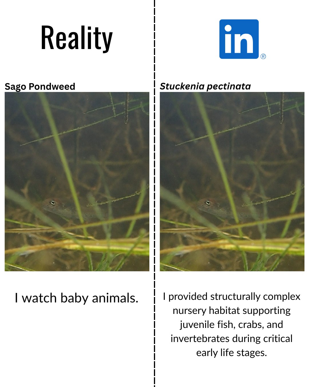 SAV doesn’t have LinkedIn… but if it did, it would be insufferable.
In reality, these plants are quietly doing some of the most important work in our waterways—clearing the water, stabilizing the bottom, and raising the next generation of aquatic life.