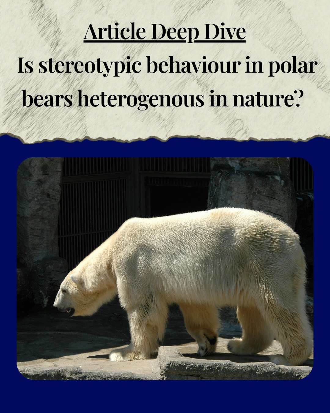 Have you heard discussions on zoo animal stereotypies where many different behaviours seem to get lumped together? We have, and in our experience the causes - and therefore treatments - for these behaviours can be vastly different.
A recent study in the Journal of Zoo and Aquarium Research by Miller & Machado examined stereotypic behaviours (pacing and route tracing) in two zoo-housed polar bears over a year to determine whether these behaviours are driven by the same or different motivations.
The authors found that pacing and route tracing did not co-occur and were observed in different locations, supporting the idea that stereotypic behaviours are heterogeneous rather than a single unified behaviour type.
Pacing was most often observed in areas where bears could anticipate or observe animal care staff, suggesting a link to feeding expectation or human interaction. In contrast, route tracing appeared to have different triggers, with the male showing it primarily during the breeding season near a location where he could see but not access the female, indicating social or reproductive frustration.
The findings highlight that different stereotypies likely have distinct underlying causes, meaning they should be recorded and managed separately. Overall, the study emphasizes that making efforts to understand the behaviours in detail is essential for improving welfare and designing effective interventions, in this species and beyond.
If you'd like to learn more about reducing Abnormal Repetitive Behaviours, come along to our free seminar on the topic tomorrow: 21st April 2026, 2pm BST. Register using the link in our stories or on our Shop page of the website.
#zooanimalwelfare
#zooanimals