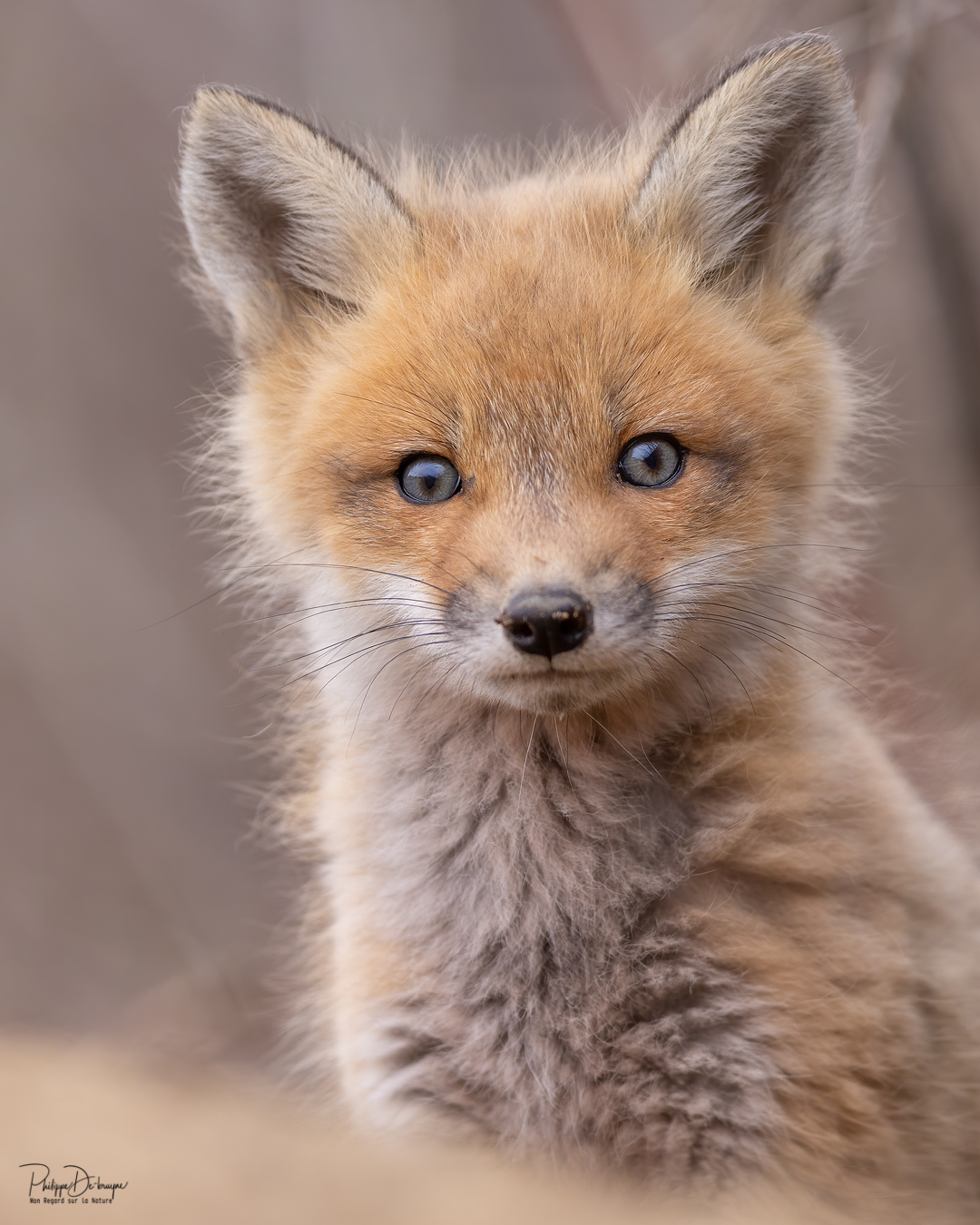 La délicatesse d'un regard 🥰🦊
Philippe De-Bruyne / Mon regard sur la nature
Toutes mes images sont proposées à l'impression