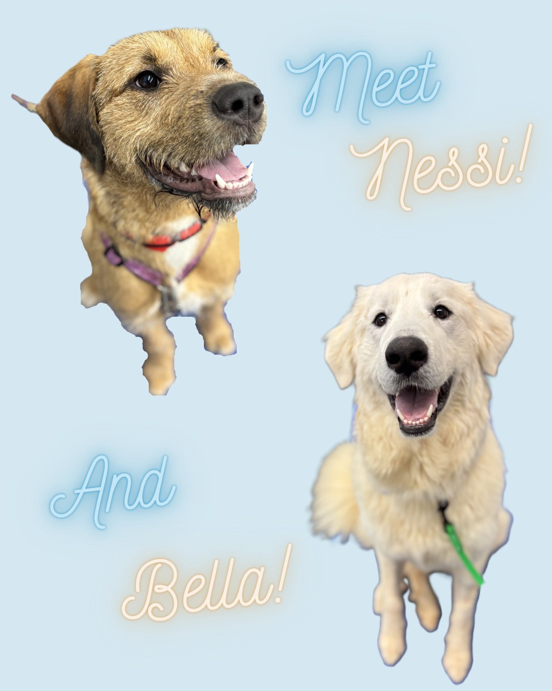 Meet the newest class in our New Leash on Life program! Nessi and Bella are absolute dolls. These sweet and loving students are undergoing eight weeks of training with the team from the Western Correctional Center for Women and Ruff Life's Owner and Head Trainer, Tessa. Once graduated they'll be available for adoption through Charlie's Angels Animal Rescue.
If you're considering adding a new four-legged family member, this is a great opportunity to bring one home who's already been thoroughly trained by the best in the business.
Led by Ruff Life's Owner and Head Trainer, this special program pairs adoptable dogs from @charliesangelsanimalrescue with residents of the Western Correctional Center for Women to live and train together for eight weeks. It's designed to give new skills, new hope, and second chances to all involved.