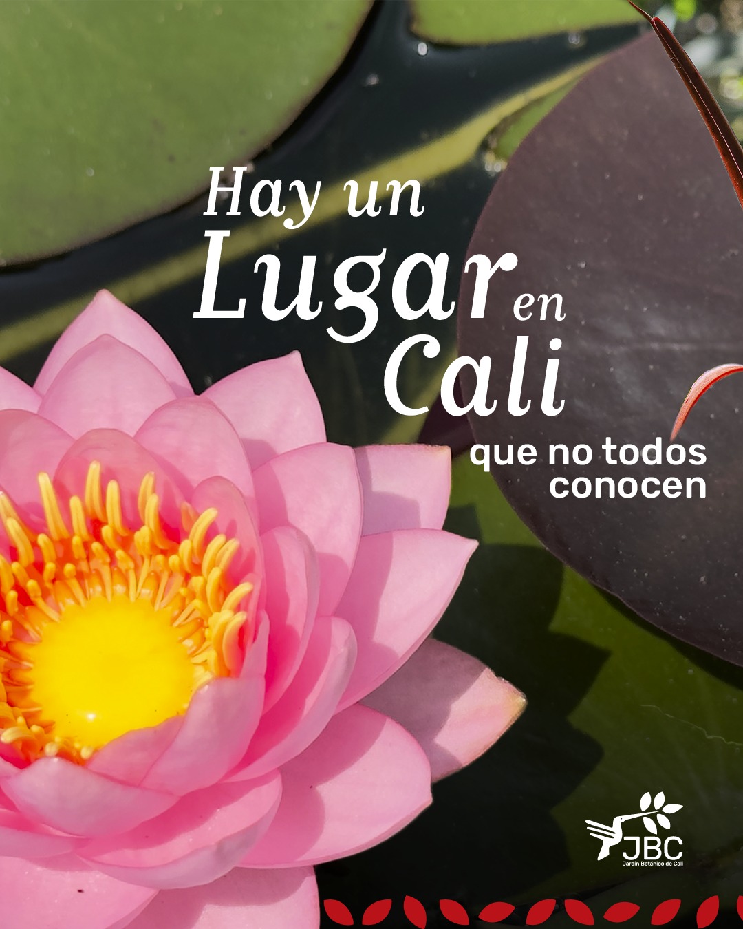 ¿Sientes que la ciudad te abruma? 🏙️🚫
Hay un Lugar en Cali que parece detenido en el tiempo, un refugio donde el verde es más verde y el aire es puro. 🌿✨
Déjate sorprender por la majestuosidad de nuestro bosque seco tropical y descubre secretos naturales en cada sendero. Ven a reconectarte con lo esencial en el Jardín Botánico de Cali.
🎟️ Compra tu entrada y planea tu escape aquí: www.jardinbotanicodecali.com.co/visita