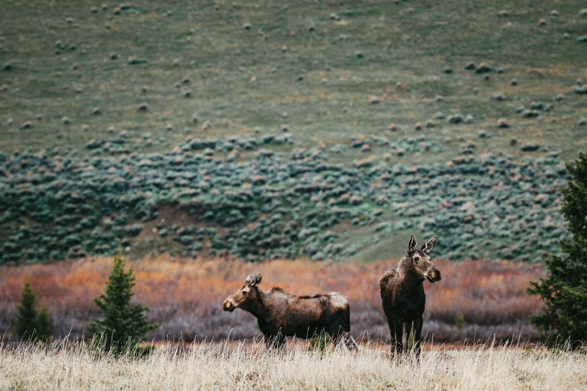 Spring sightings along the Bighorn Scenic Byway!
#ThatsWY #VisitSheridan